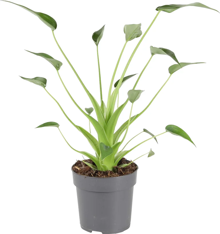 Alokasia Tiny Dancer