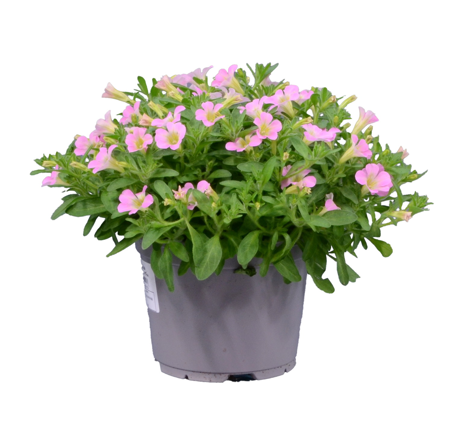Petunia h. 'Itsy' Light Pink 12 cm