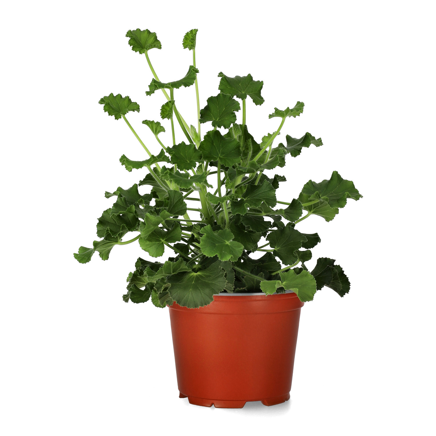 Pel. graveolens 'Cola' 12 cm