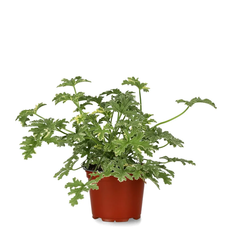 Doftpelargon Peppermint