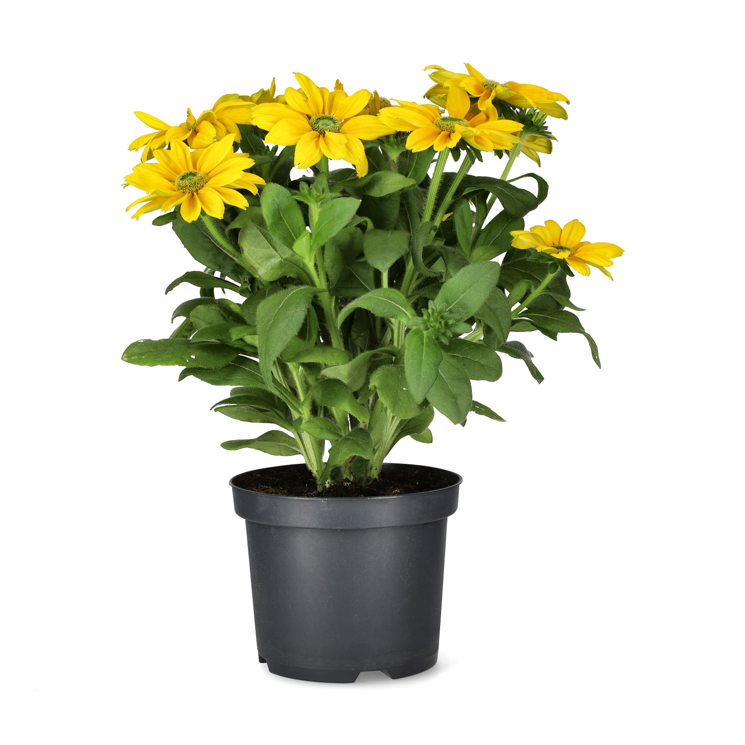 Sommarrudbeckia 'Sunbeckia'