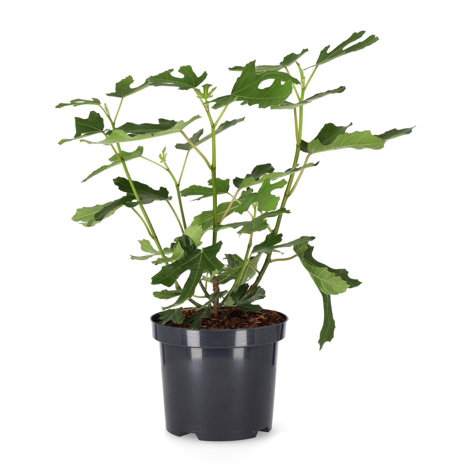 Fiken LITTLE MISS FIGGY