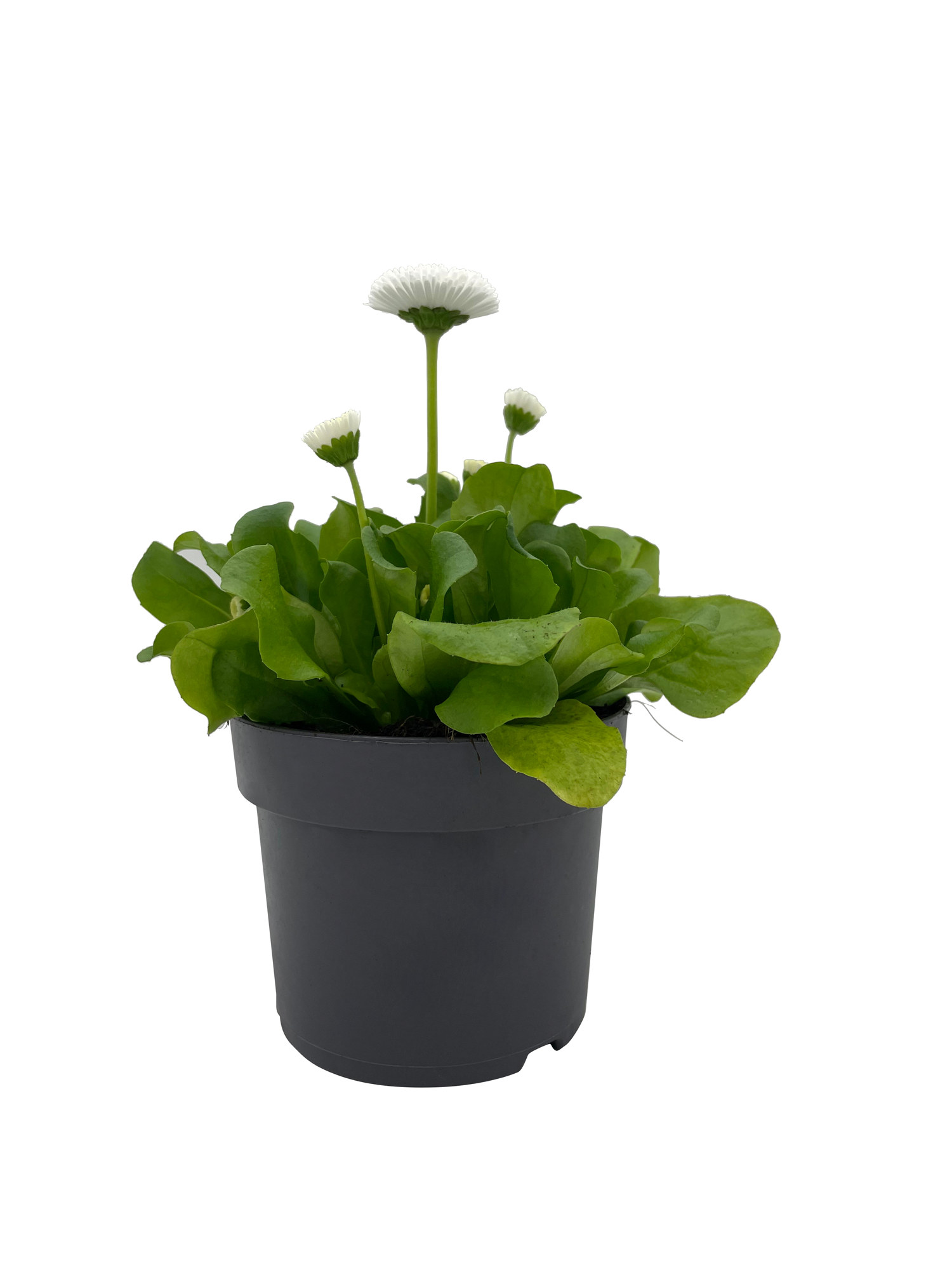 Bellis edible ECO 10,5 cm