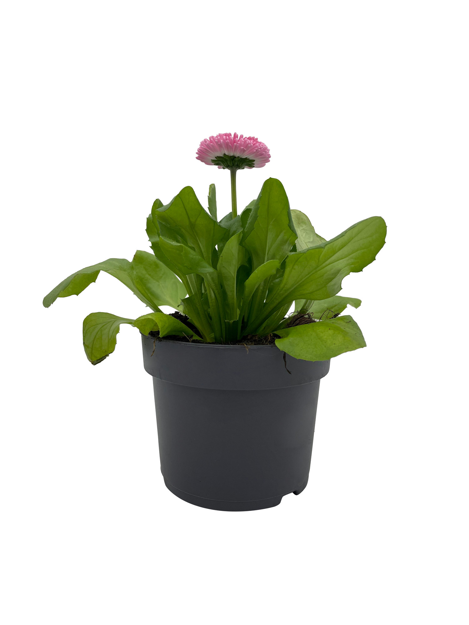 Bellis edible ECO 10,5 cm