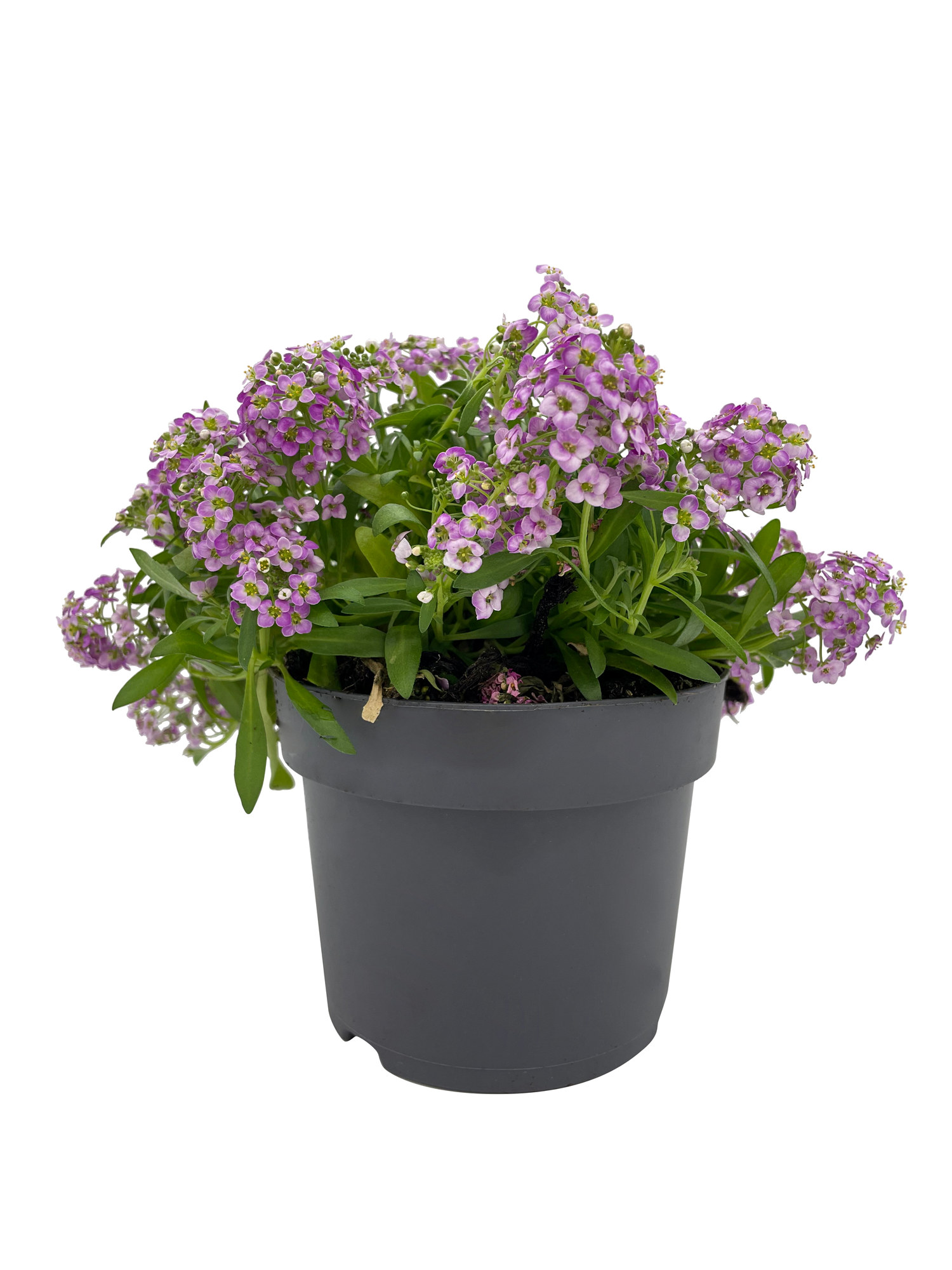 Alyssum edible ECO 10,5 cm
