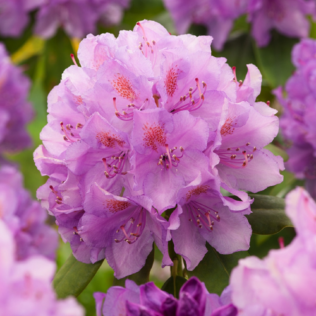 Rhododendron 'Catawbiense Grandiflorum' 15L