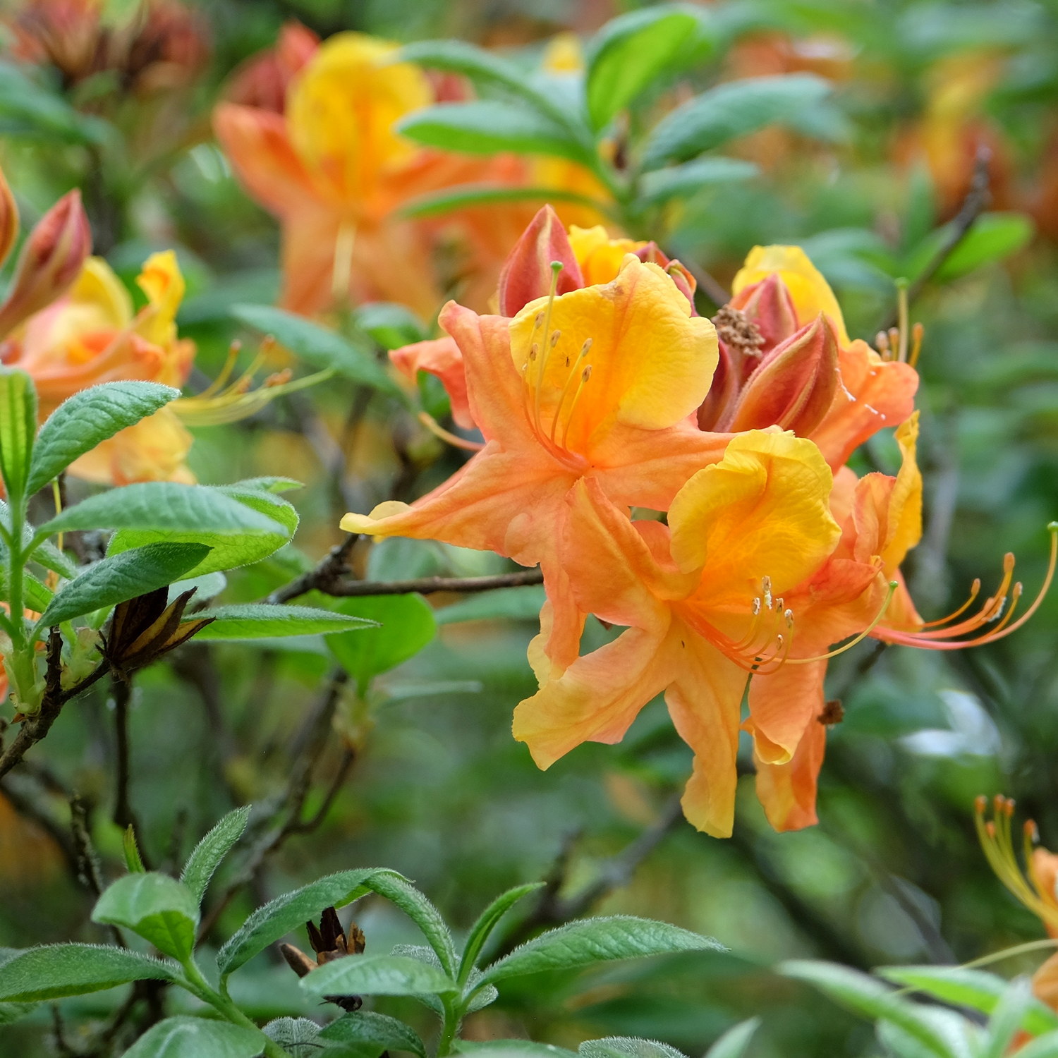 Rhododendron (Knap Hill) 'Klondyke' 23cm