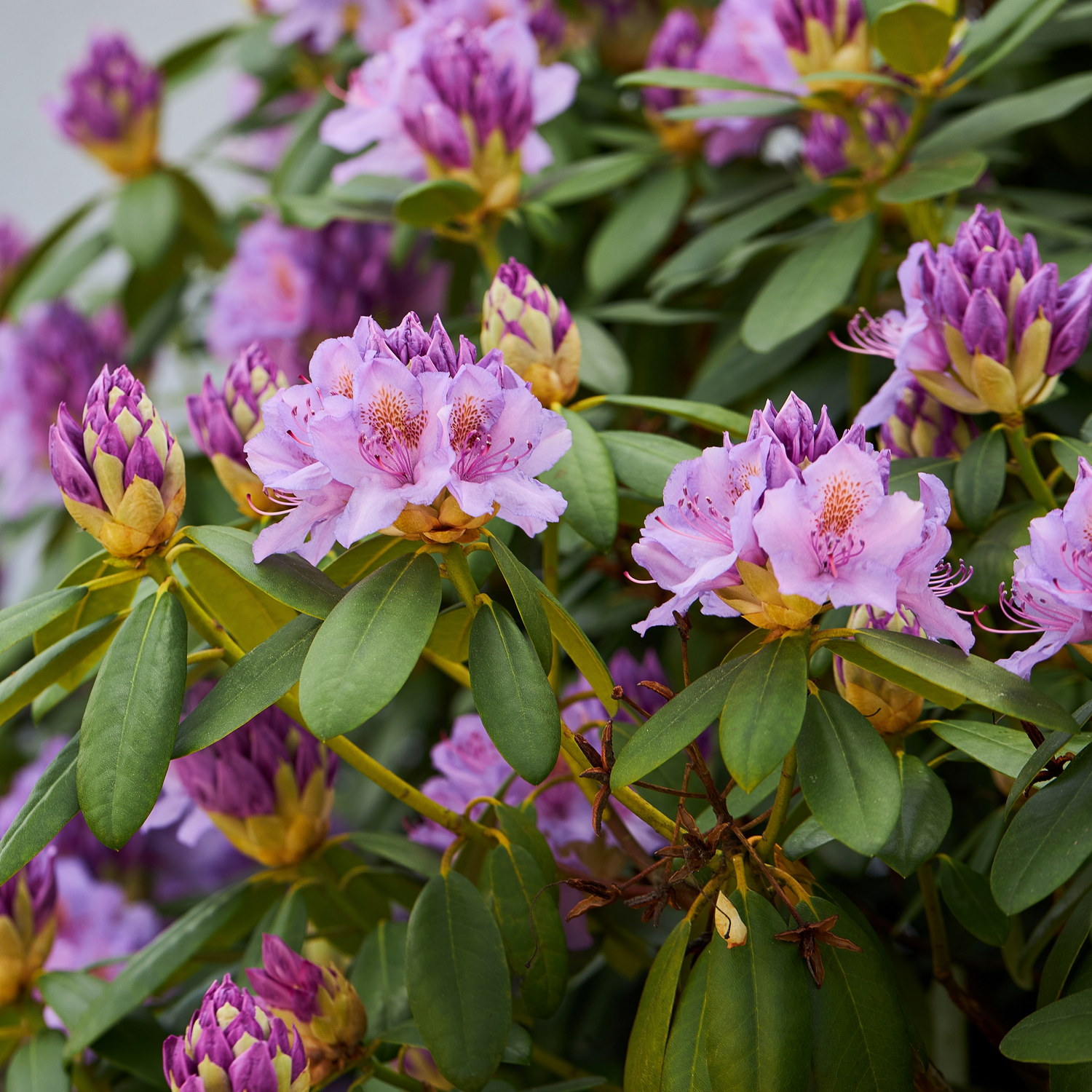 Rhododendron 'Catawbiense Grandiflorum' 15L