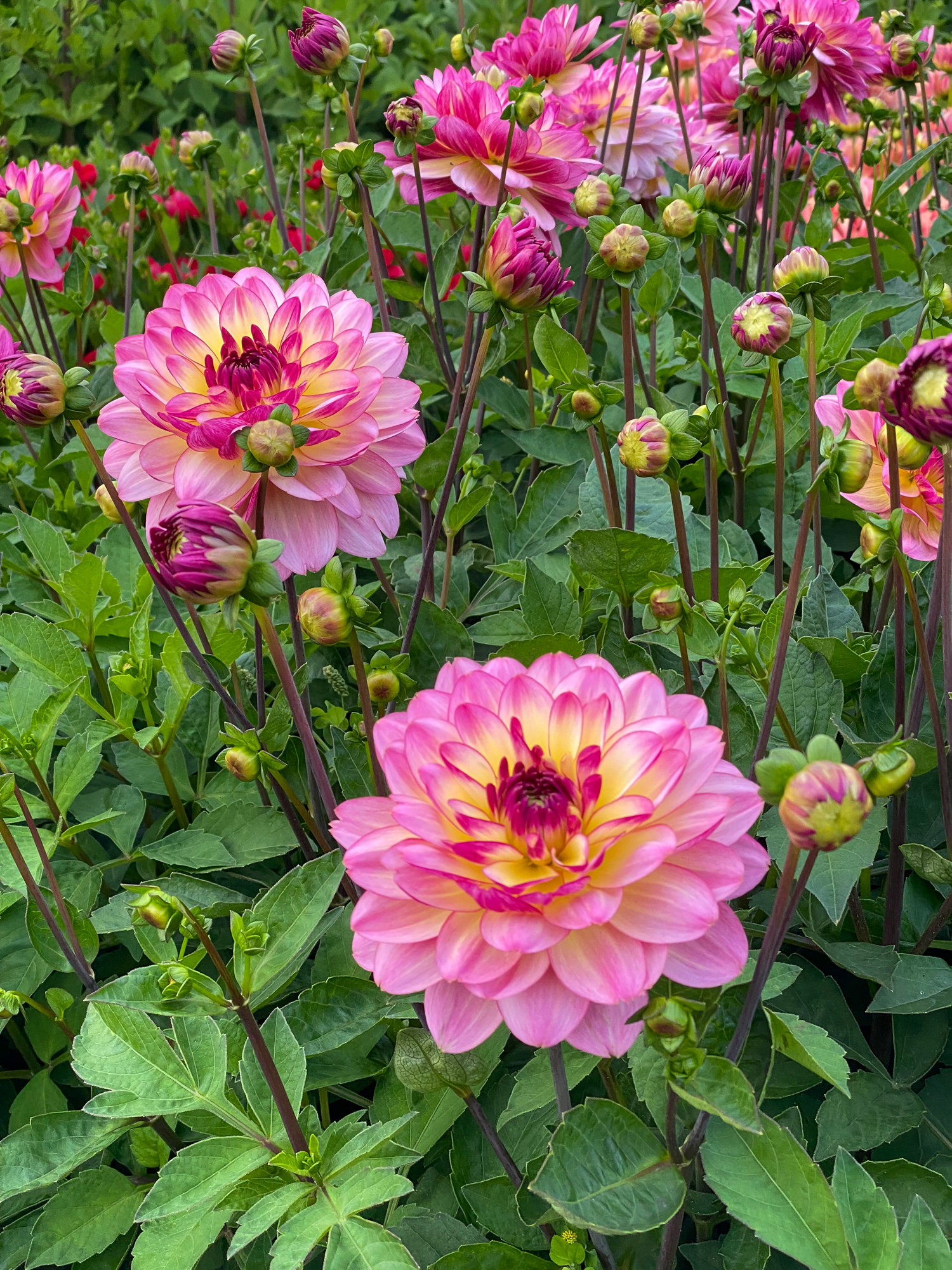Dekorativdahlia 'Zingaro'