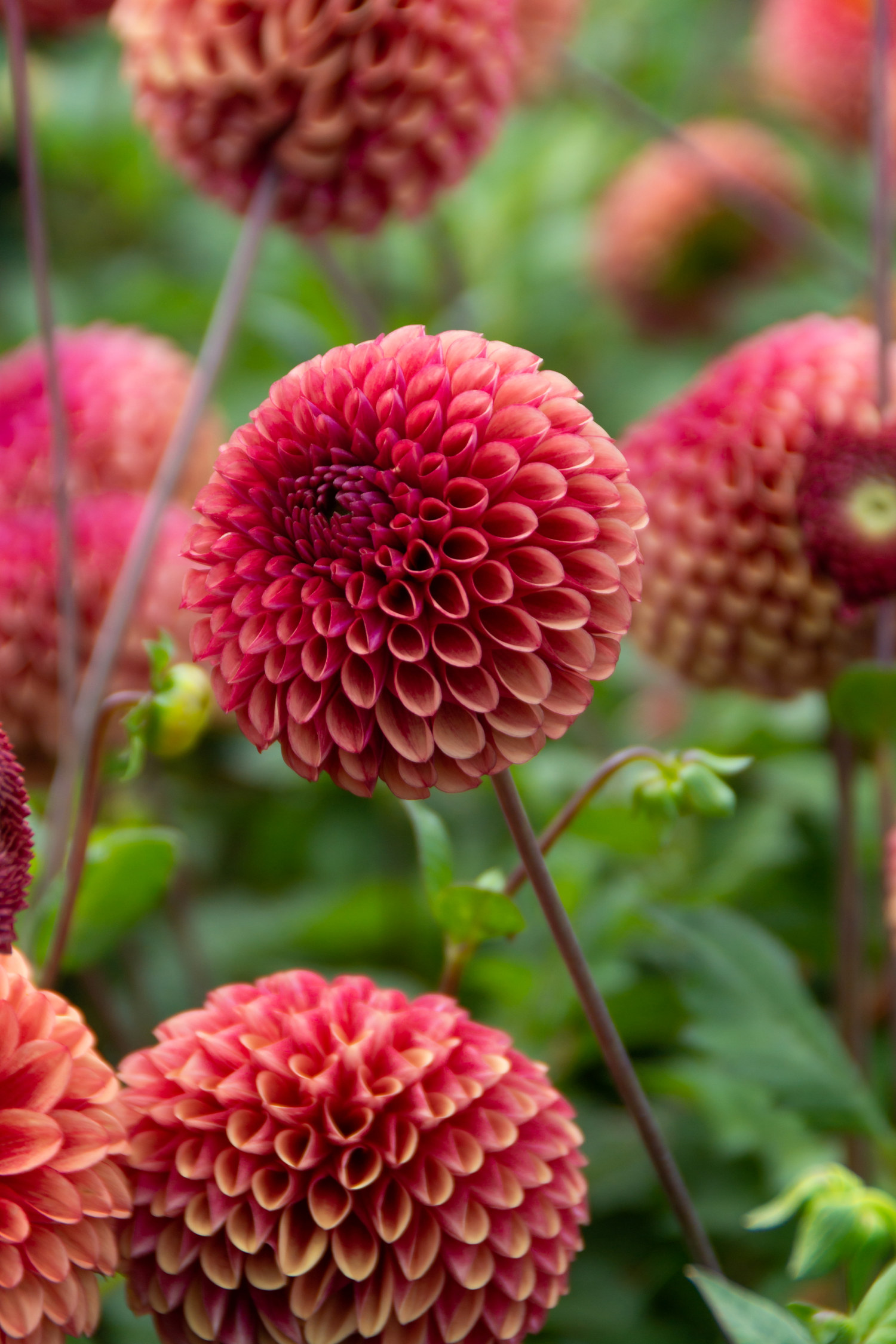 Dahlia Ball Copper Boy