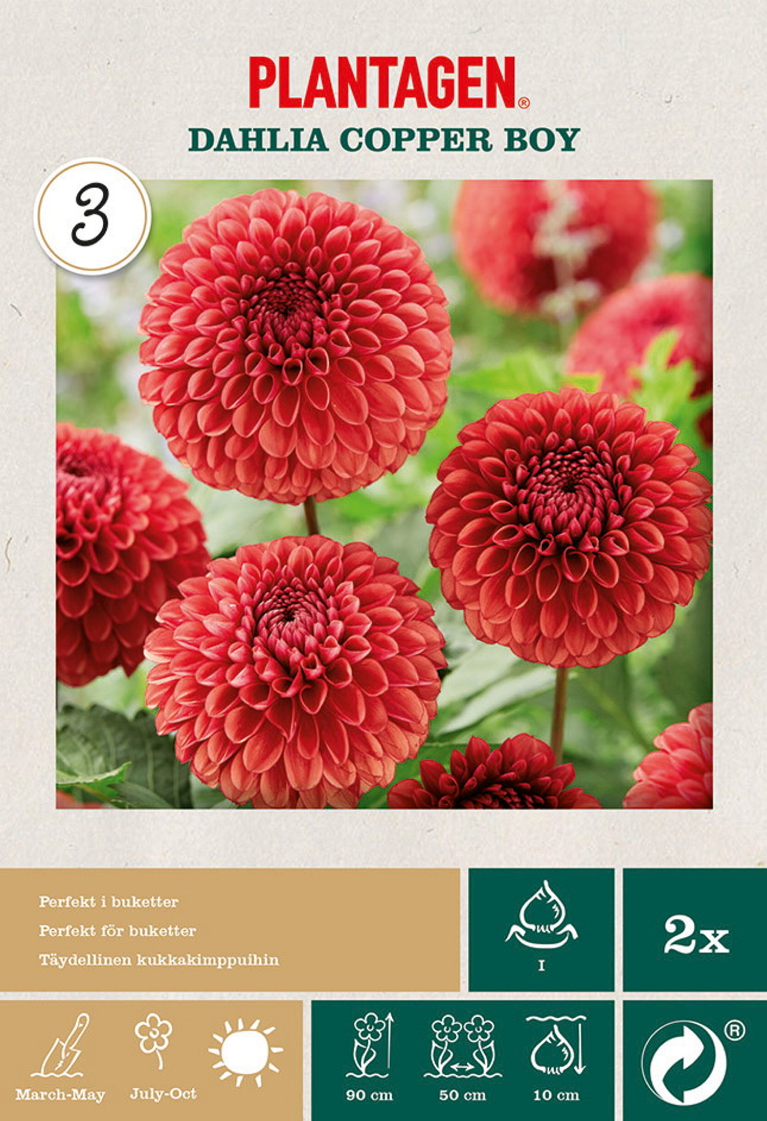 Dahlia Ball Copper Boy
