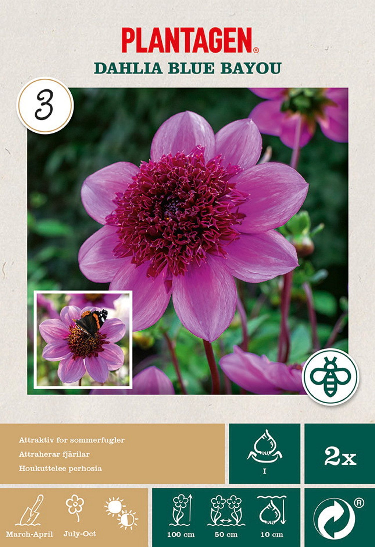 Anemondahlia 'Blue Bayou'