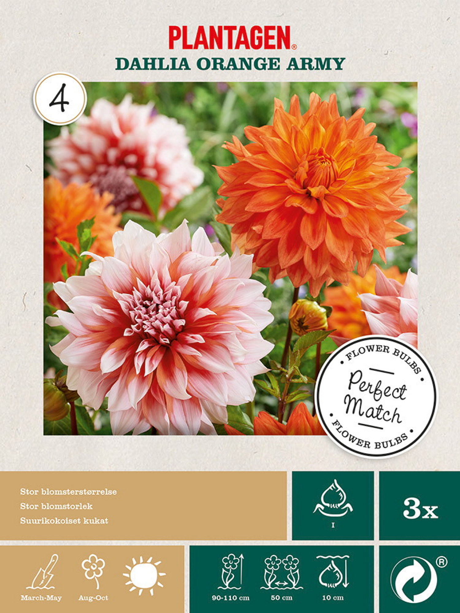 Dahlia mix Orange Army