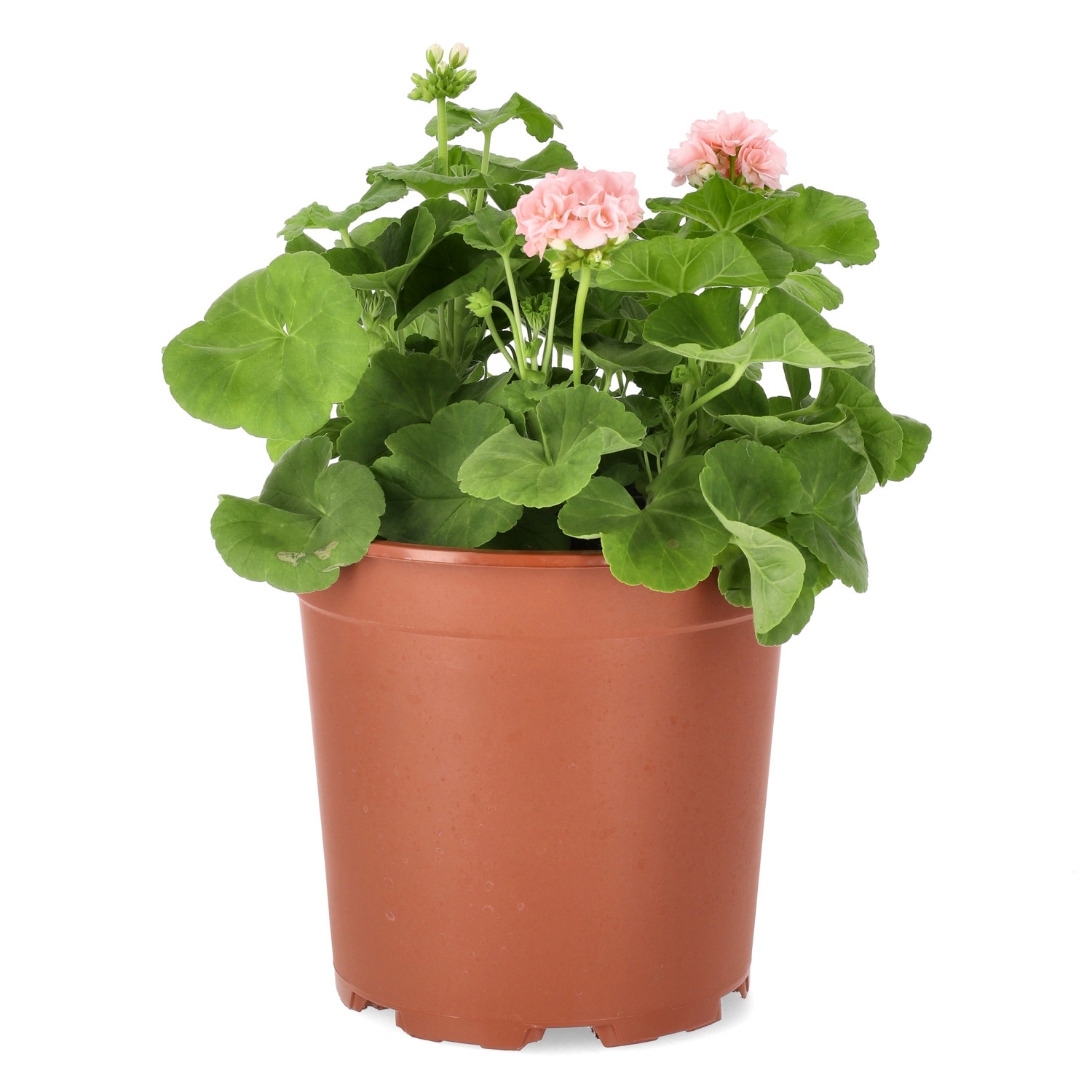 Pel. 'Dr. Ingrid/Mårbacka' 27 cm