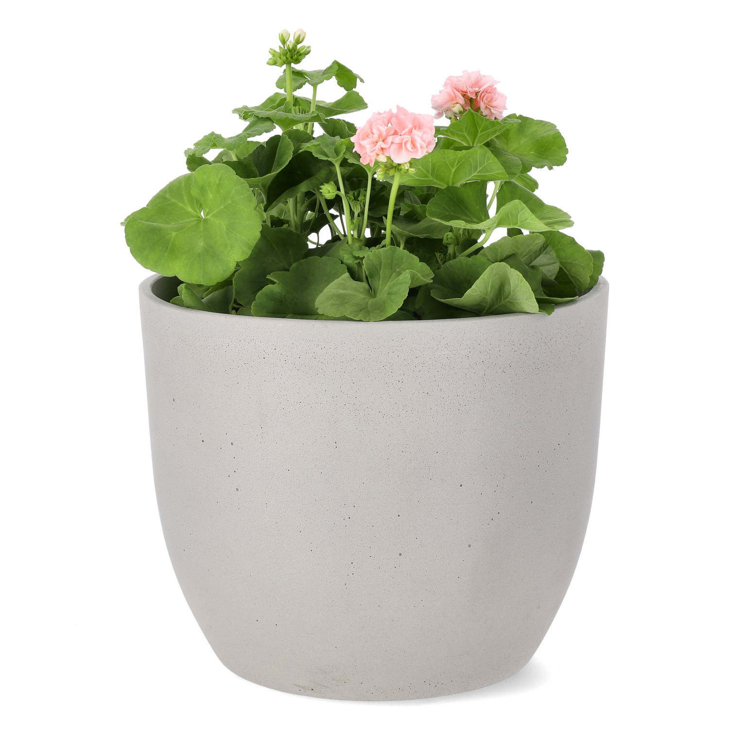 Pel. 'Dr. Ingrid/Mårbacka' 27 cm