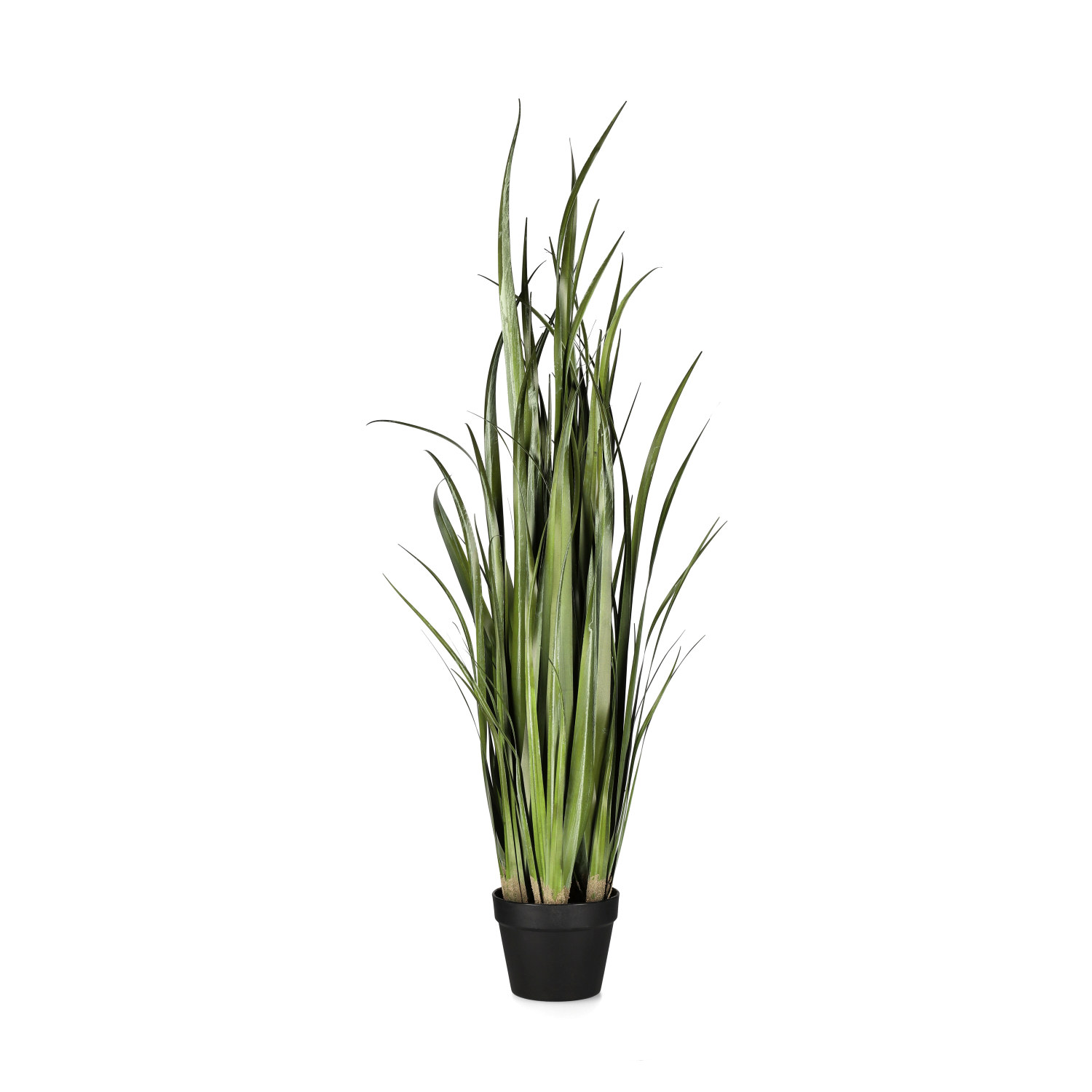 Reed grass in pot H120 green
