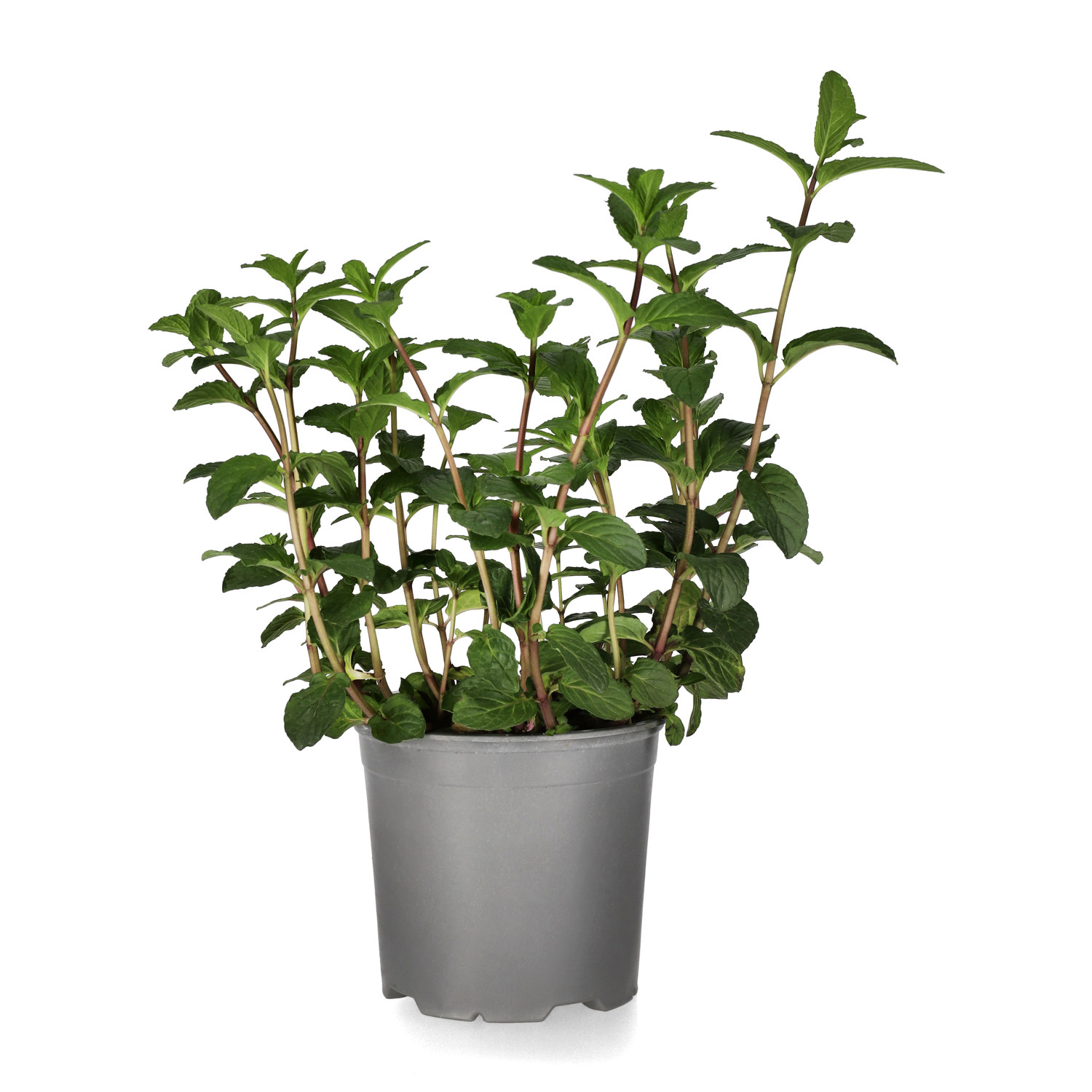 Mentha 'Chocolate' 14 cm