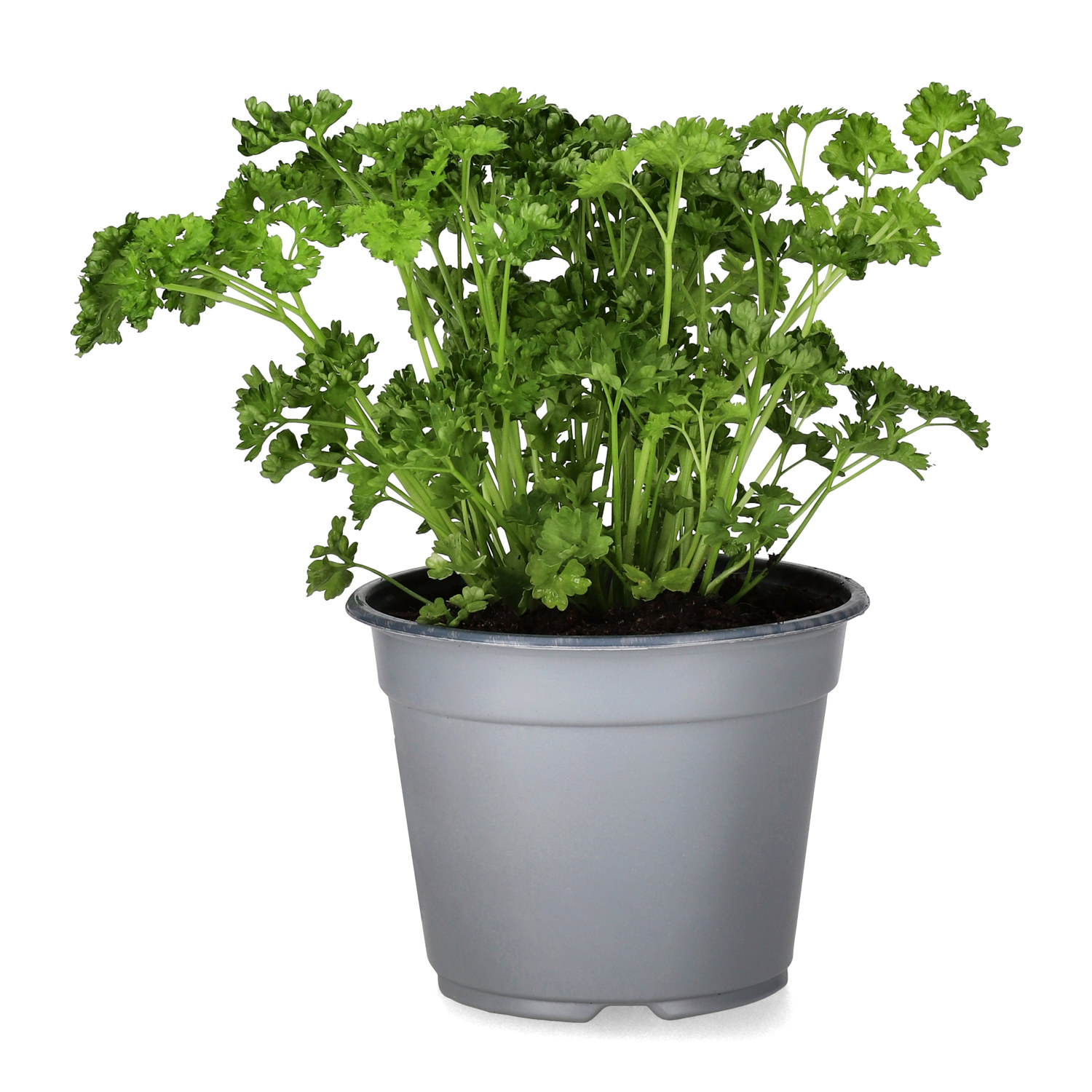 Petroselinum 14 cm