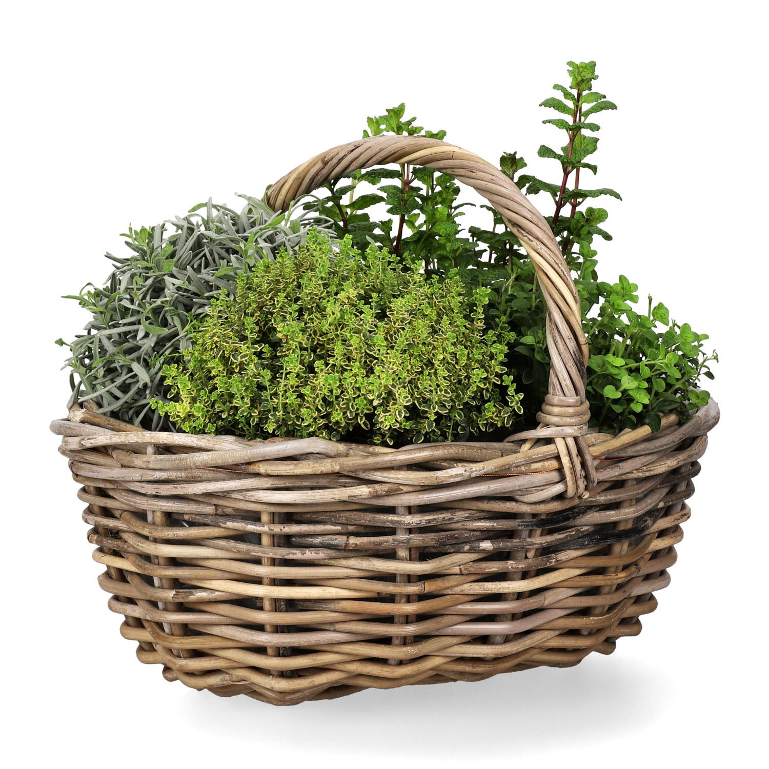 Mentha 'Mojito' 14 cm