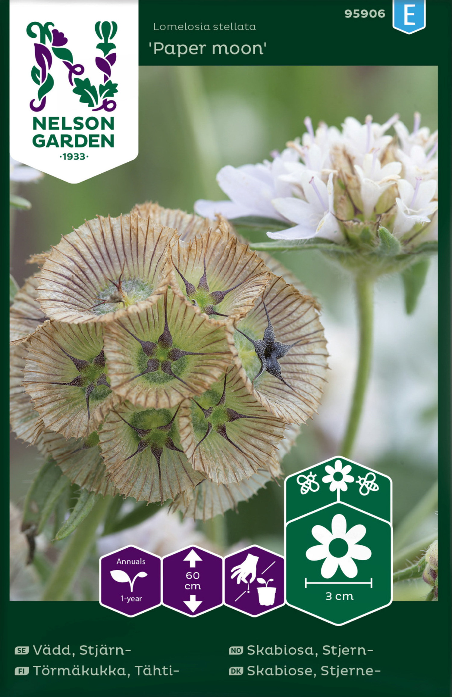 Stjärnvädd 'Paper Moon'