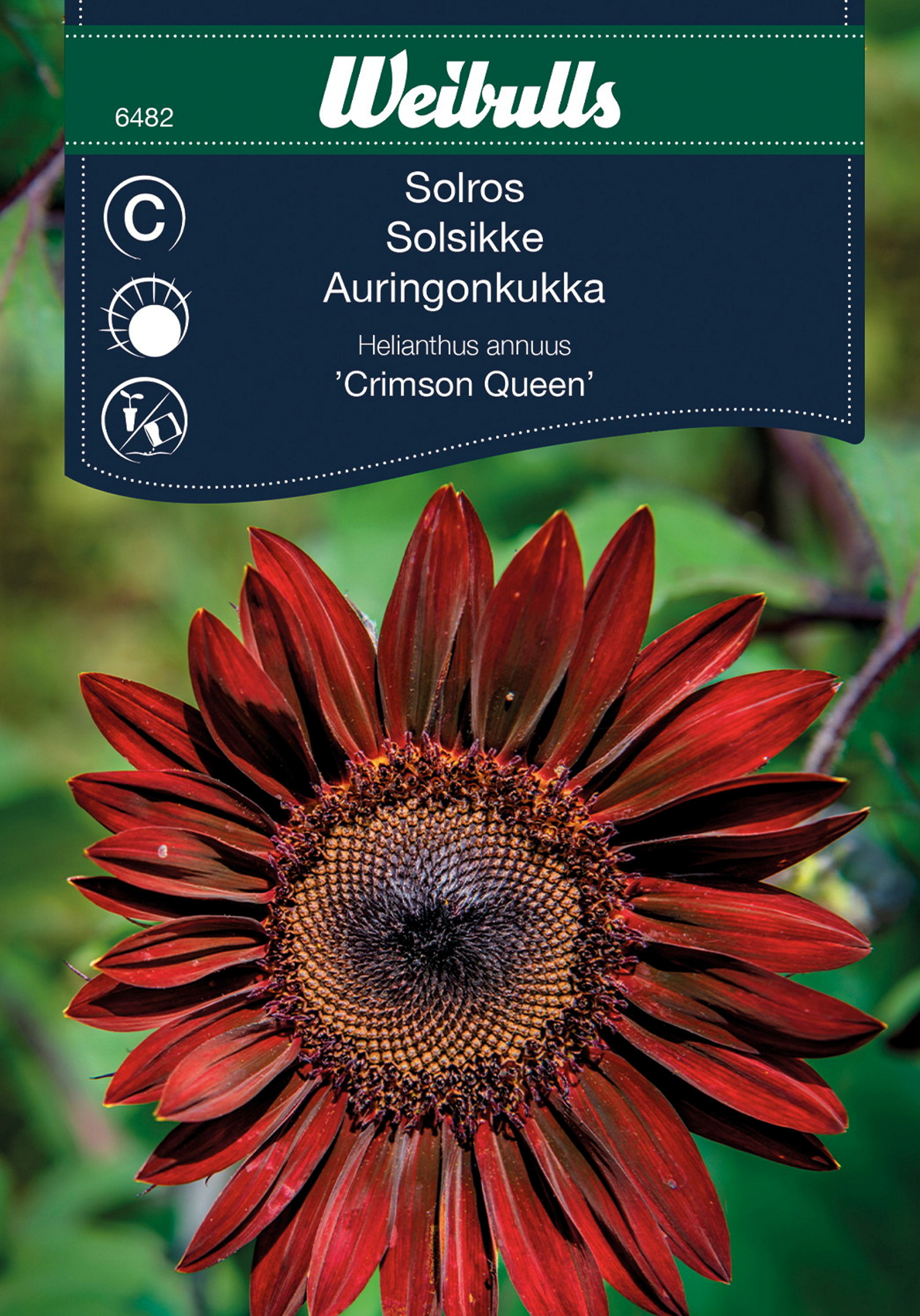 Röd solros 'Crimson Queen'