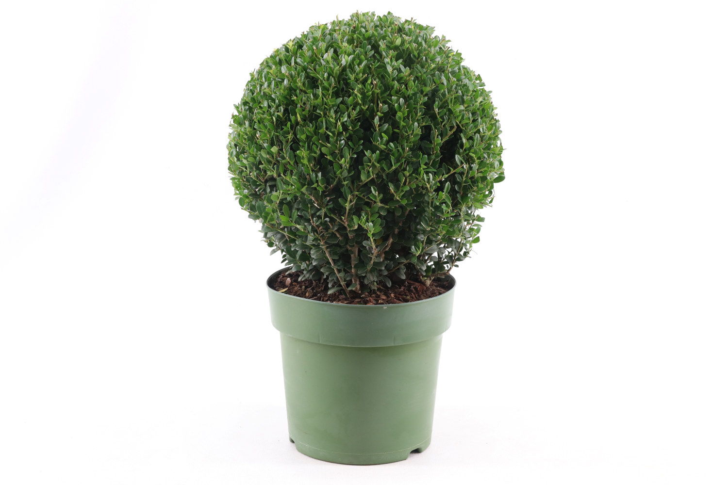 Ilex crenata 'Jenny' 25cm ball 21cm