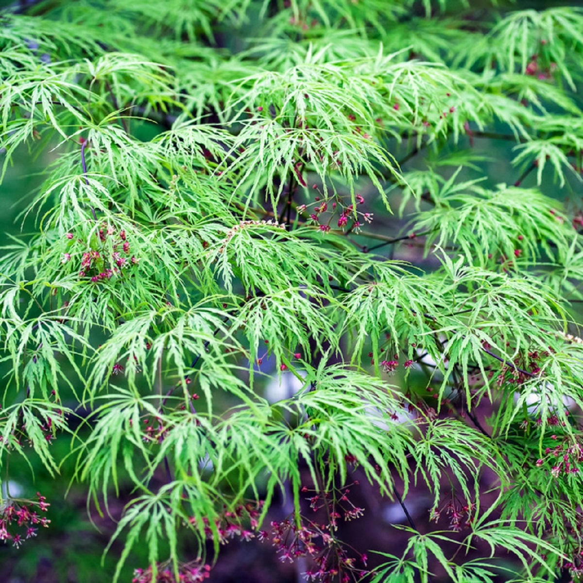 Flikbladig japansk lönn 'Dissectum'