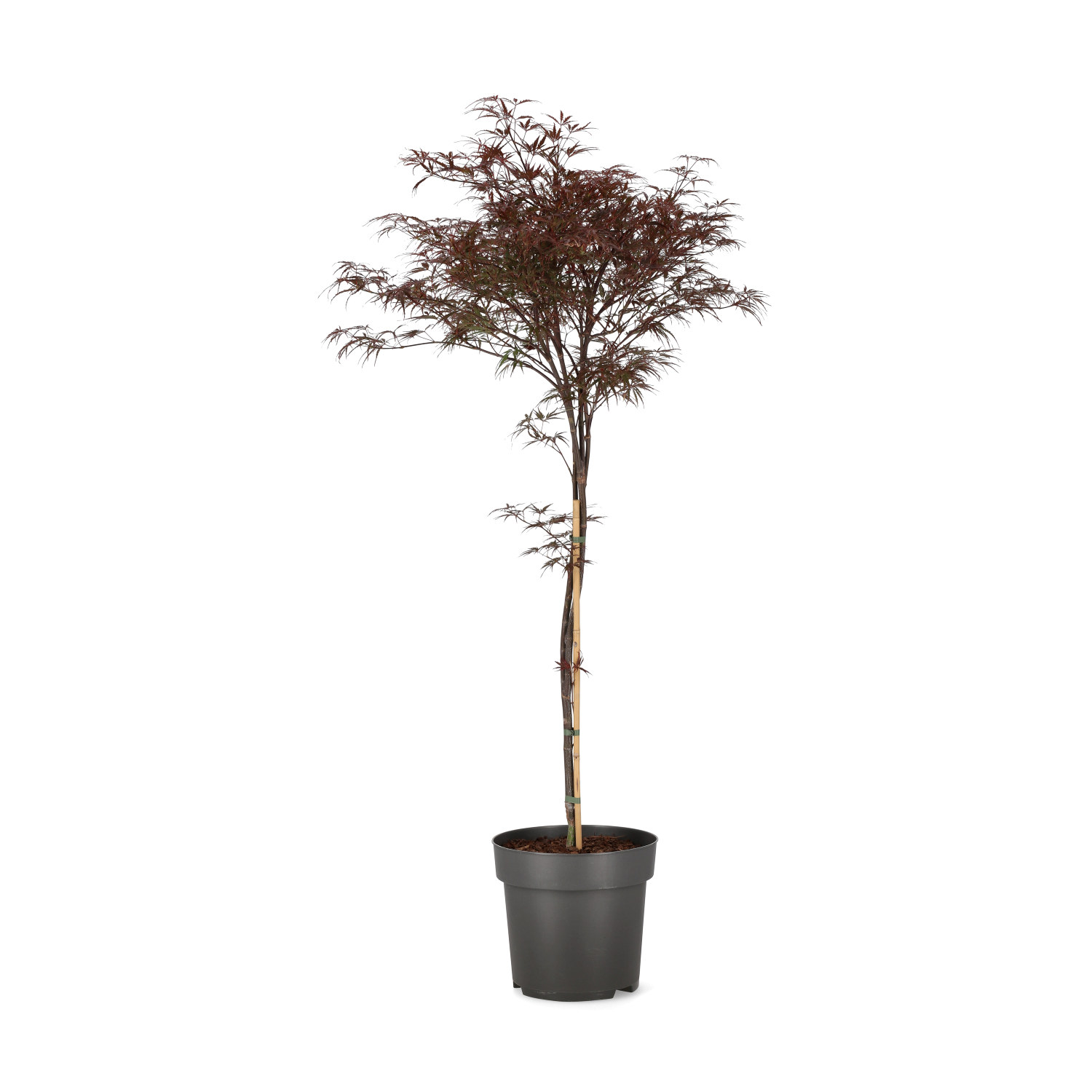 Acer palm. 'Garnet Select' 80-100cm 29cm