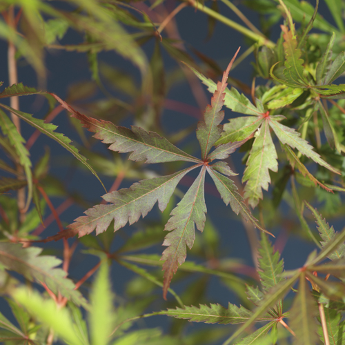 Acer palm. 'Jerre Schwartz' 100-125cm 35cm