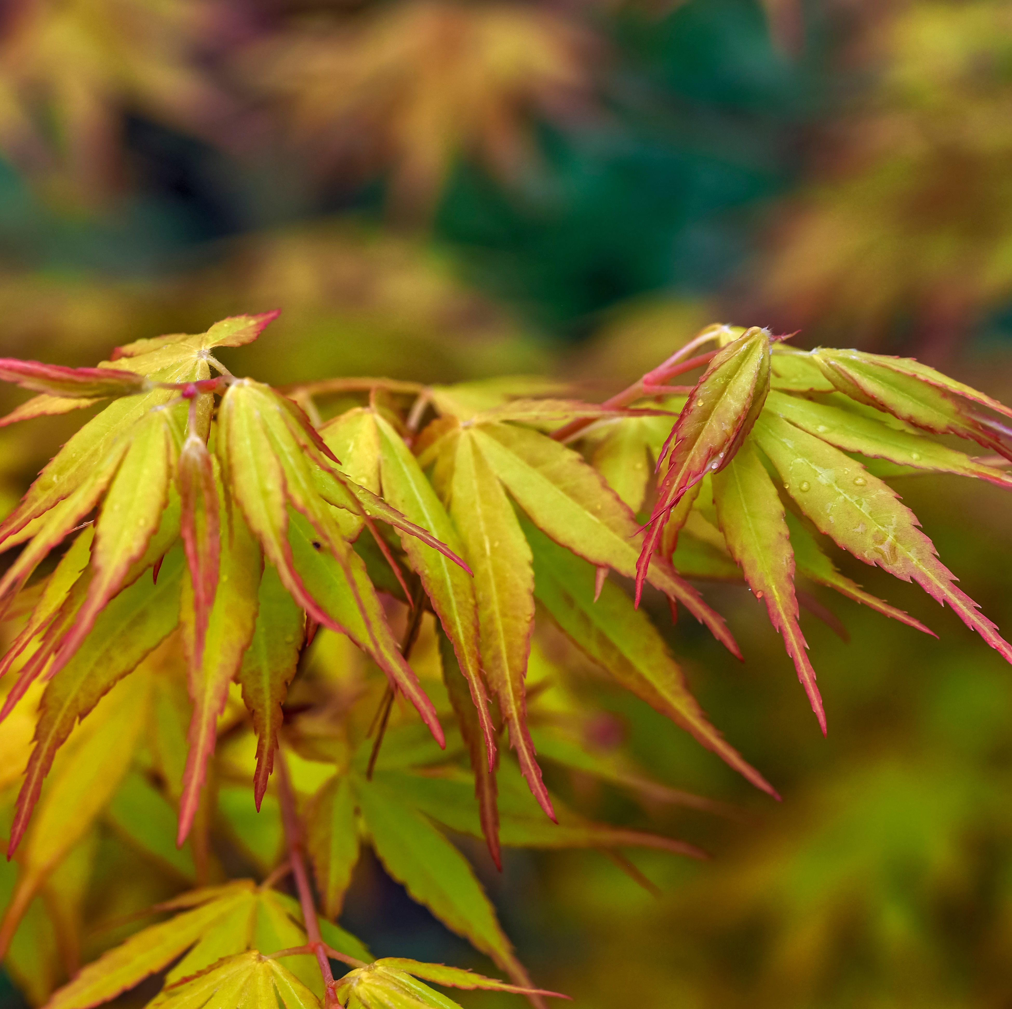Acer palm. 'Katsura' 130-140cm 35cm