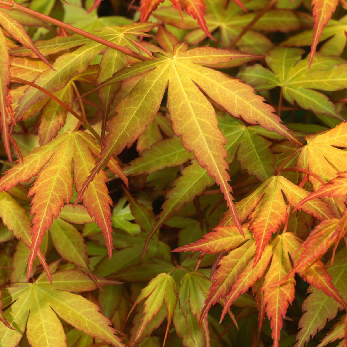 Acer palm. 'Katsura' 130-140cm 35cm