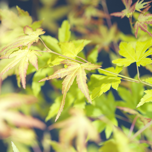 Acer palm. 'Orange Dream' 100-125cm 35cm