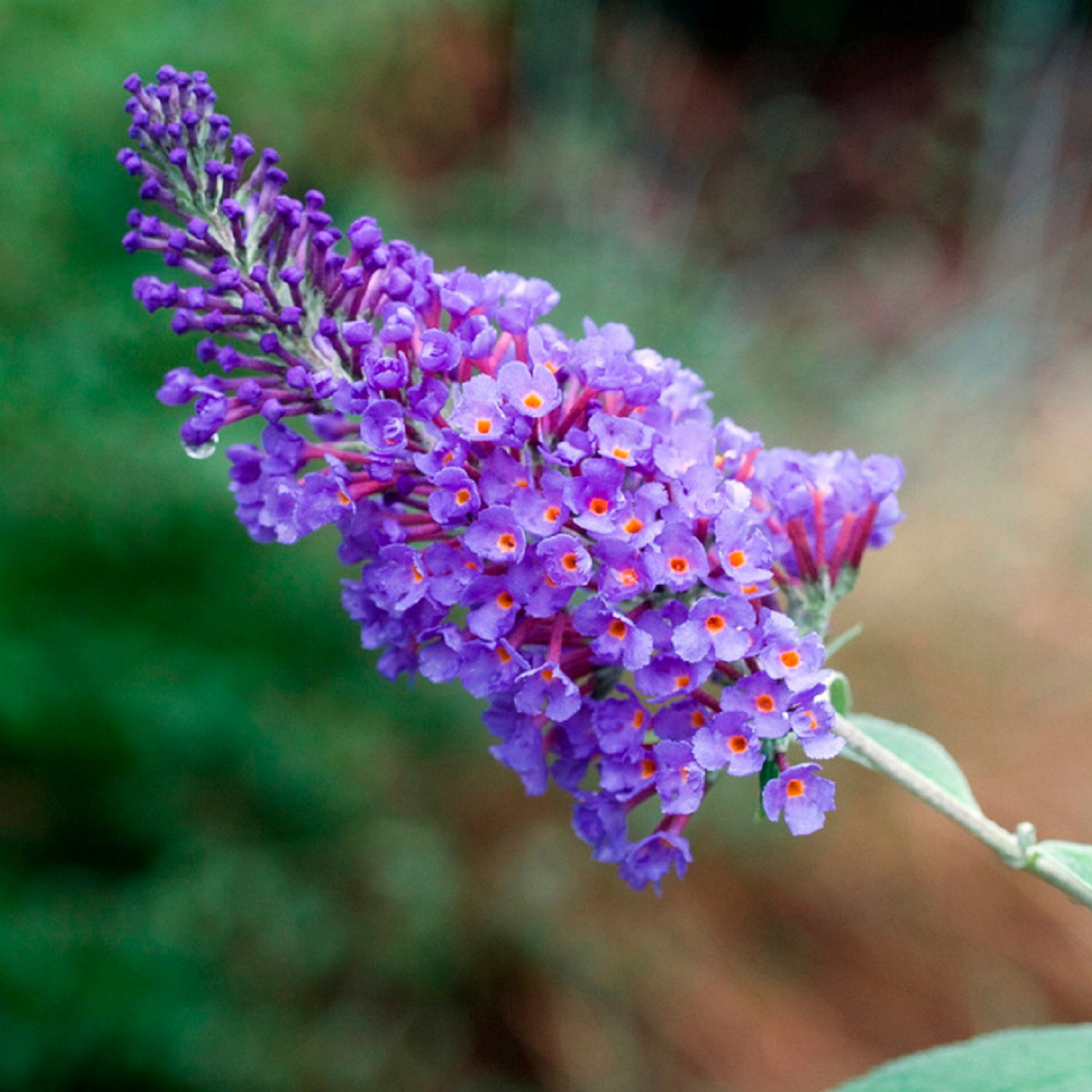 Buddleja Summer Bird Sky Blue 17cm | Plantasjen