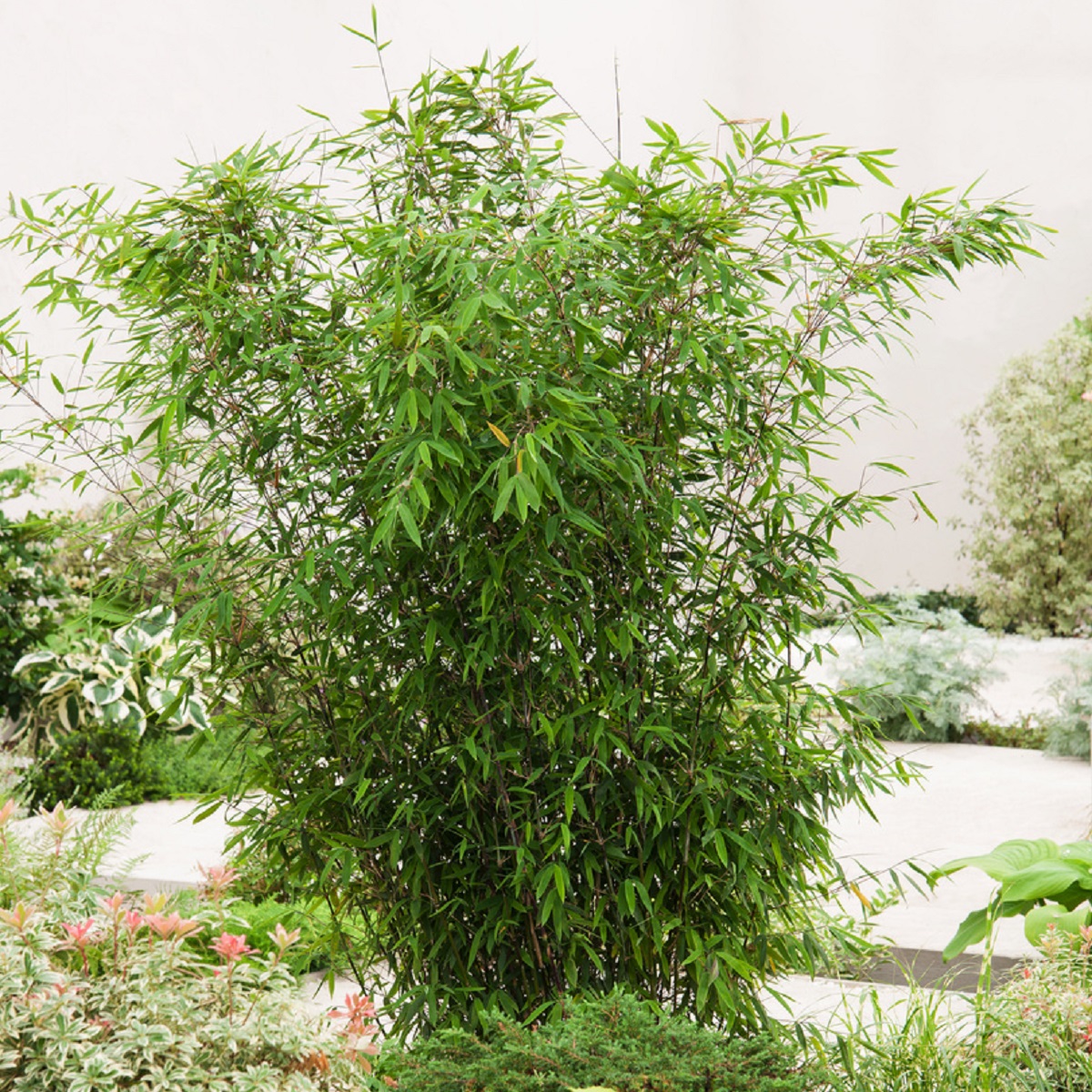 Bergbambu 'Winter Black'