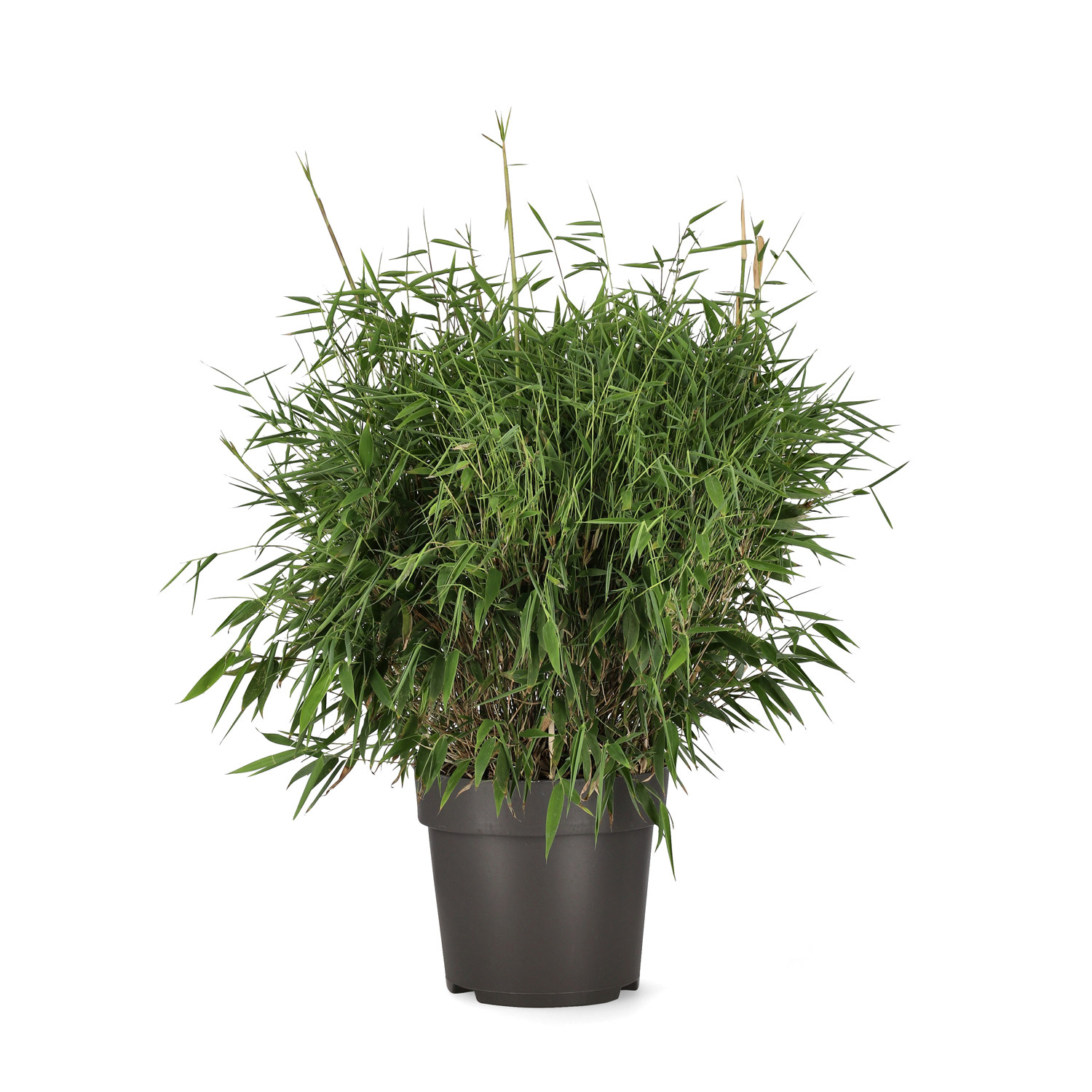 Bergbambu MOONTEARS®