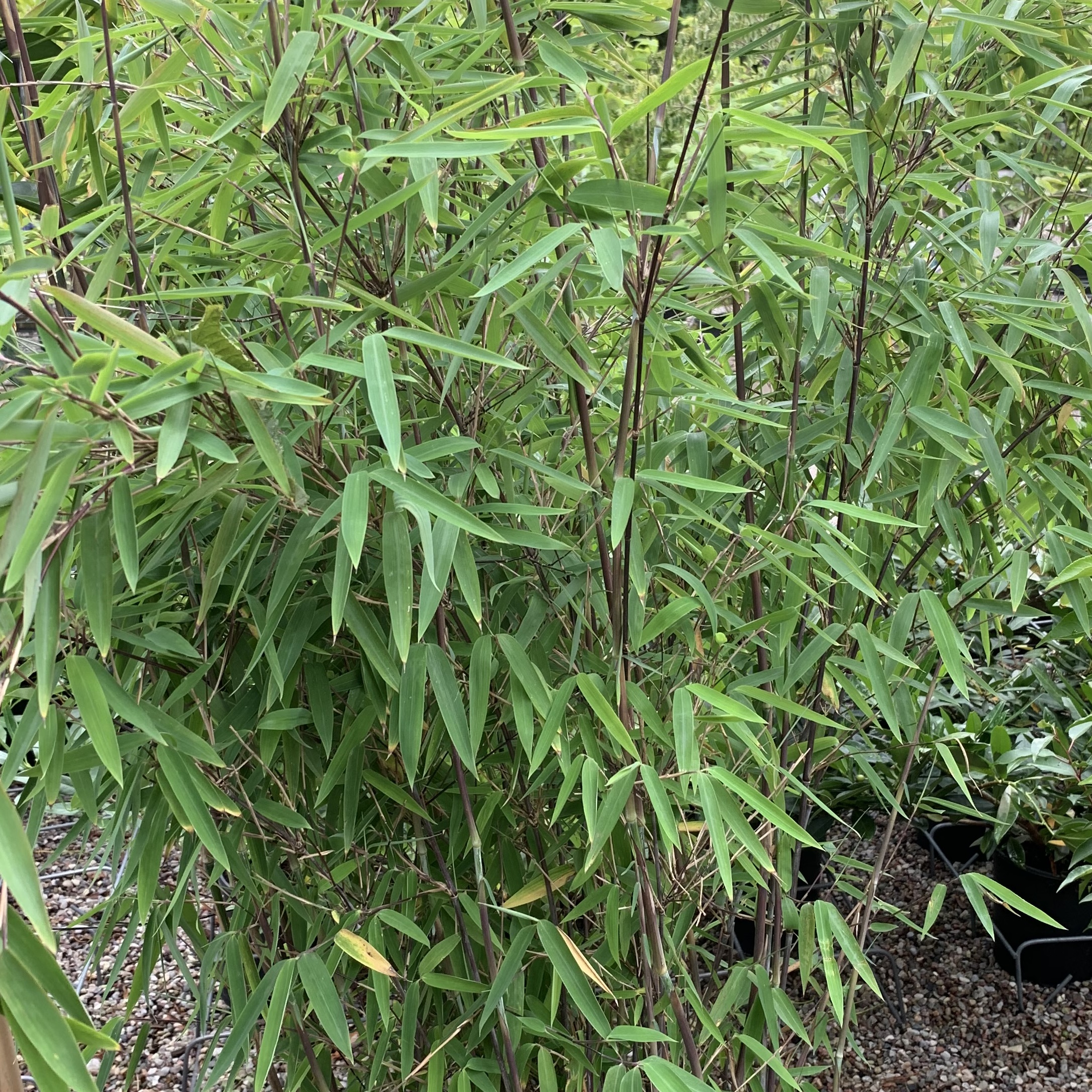 Bergbambu 'Winter Black'