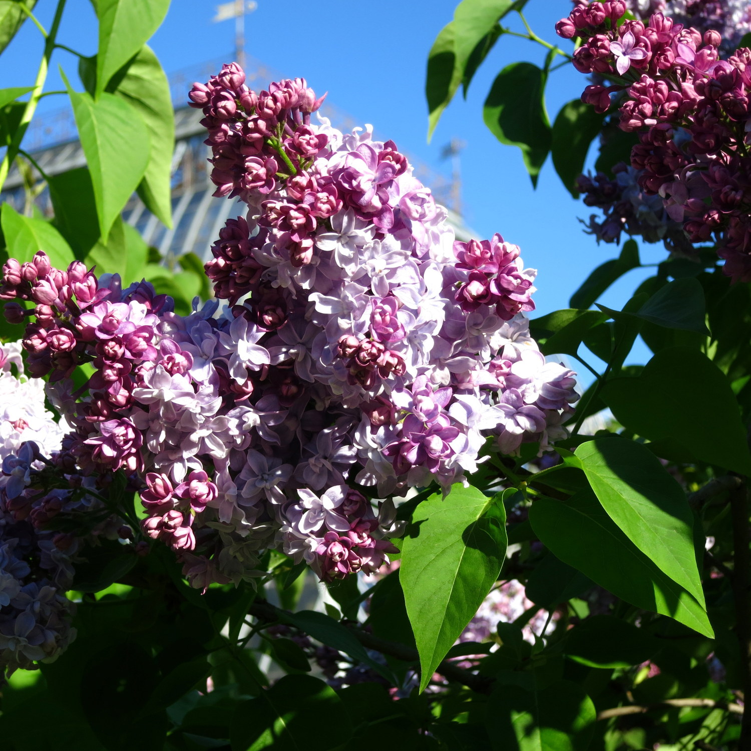 Syringa vulgaris 'Nadezhda' 80-100cm 29cm