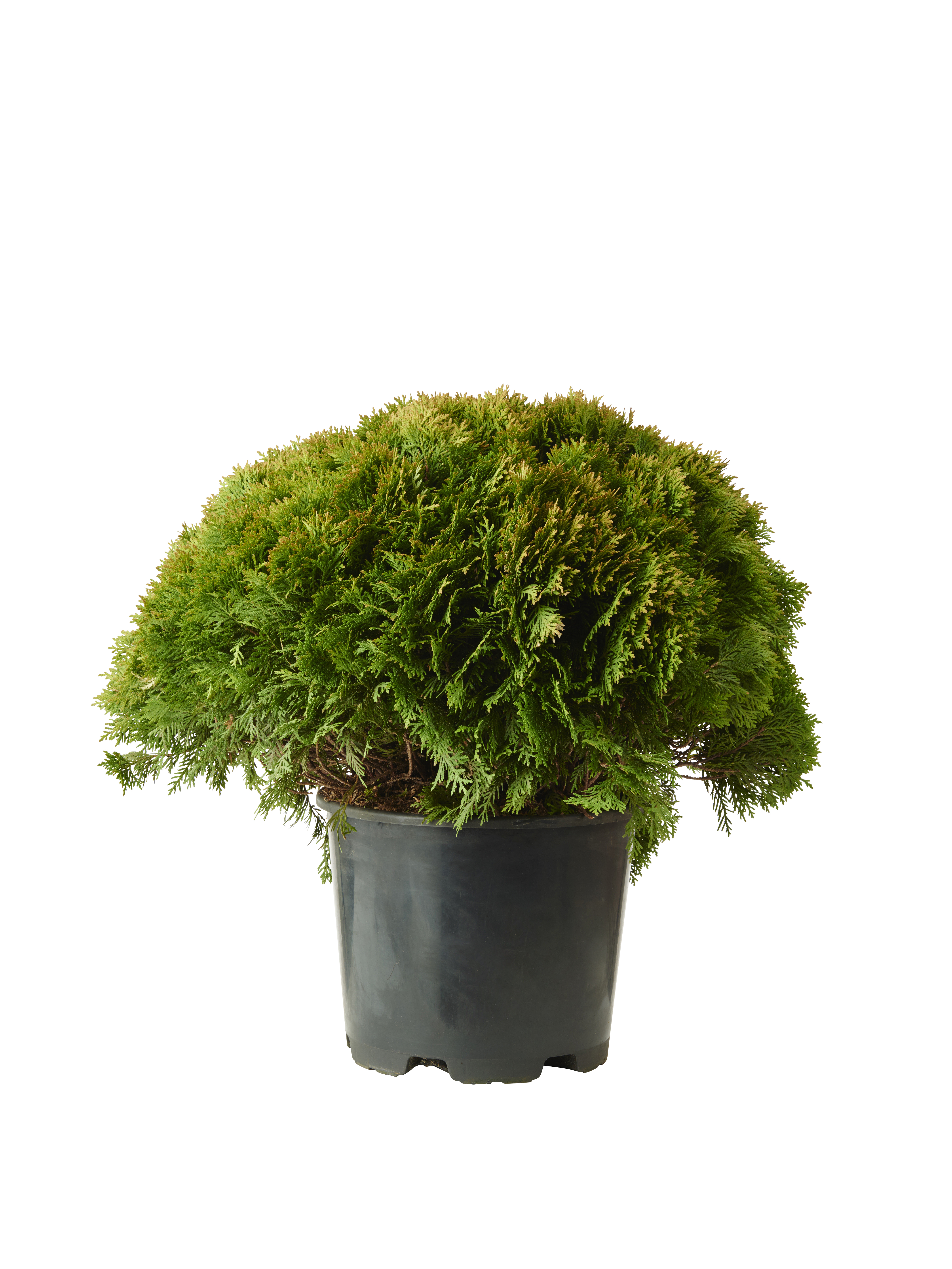 Thuja occ. 'Danica' 26cm