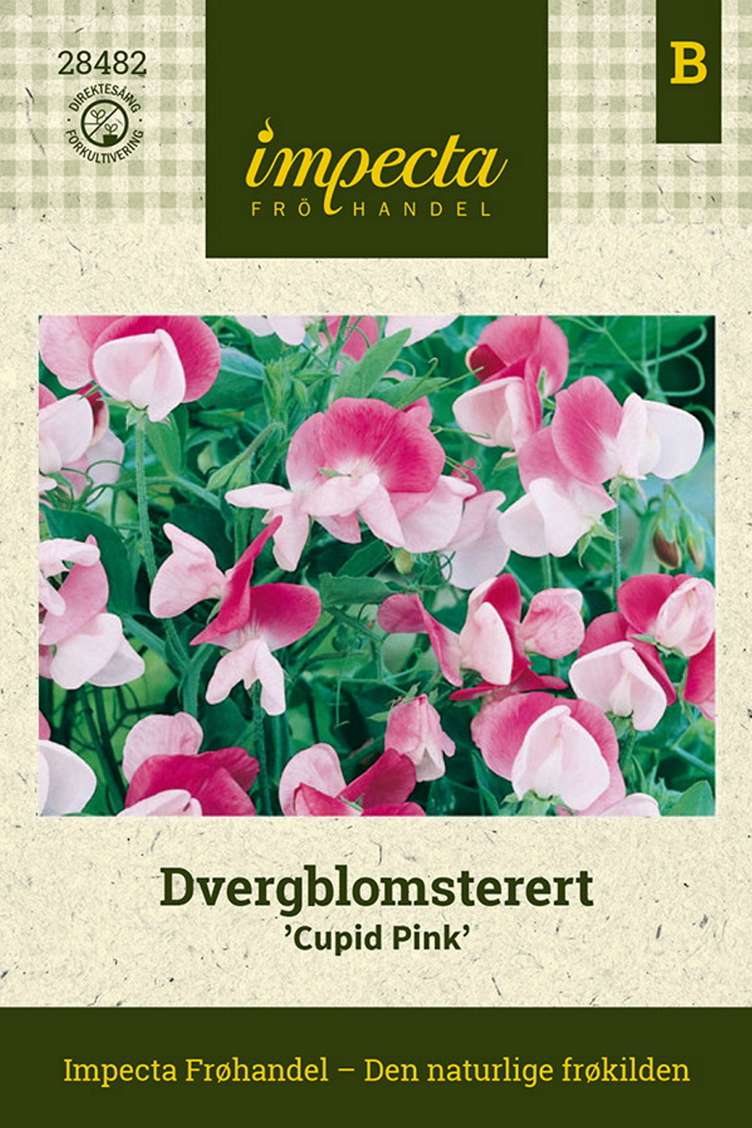 Dvergblomsterert 'Cupid Pink'