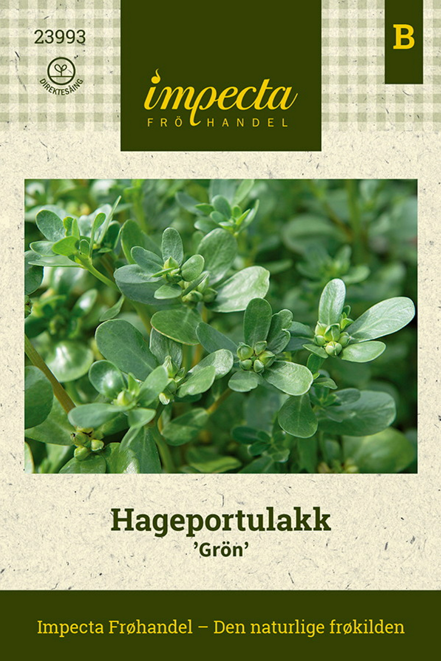Trädgård portulaca 'Green'