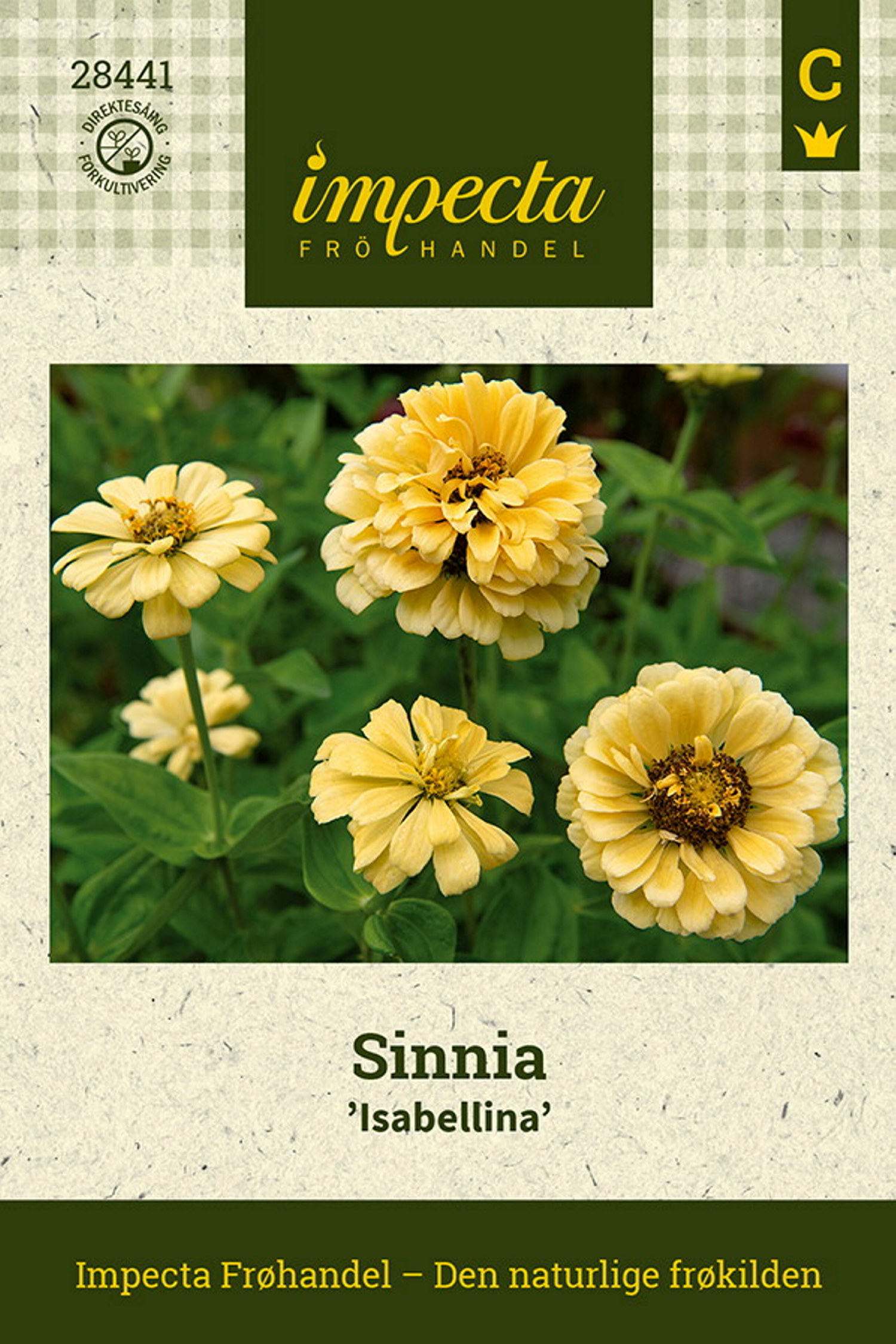 Sinnia 'Isabellina'