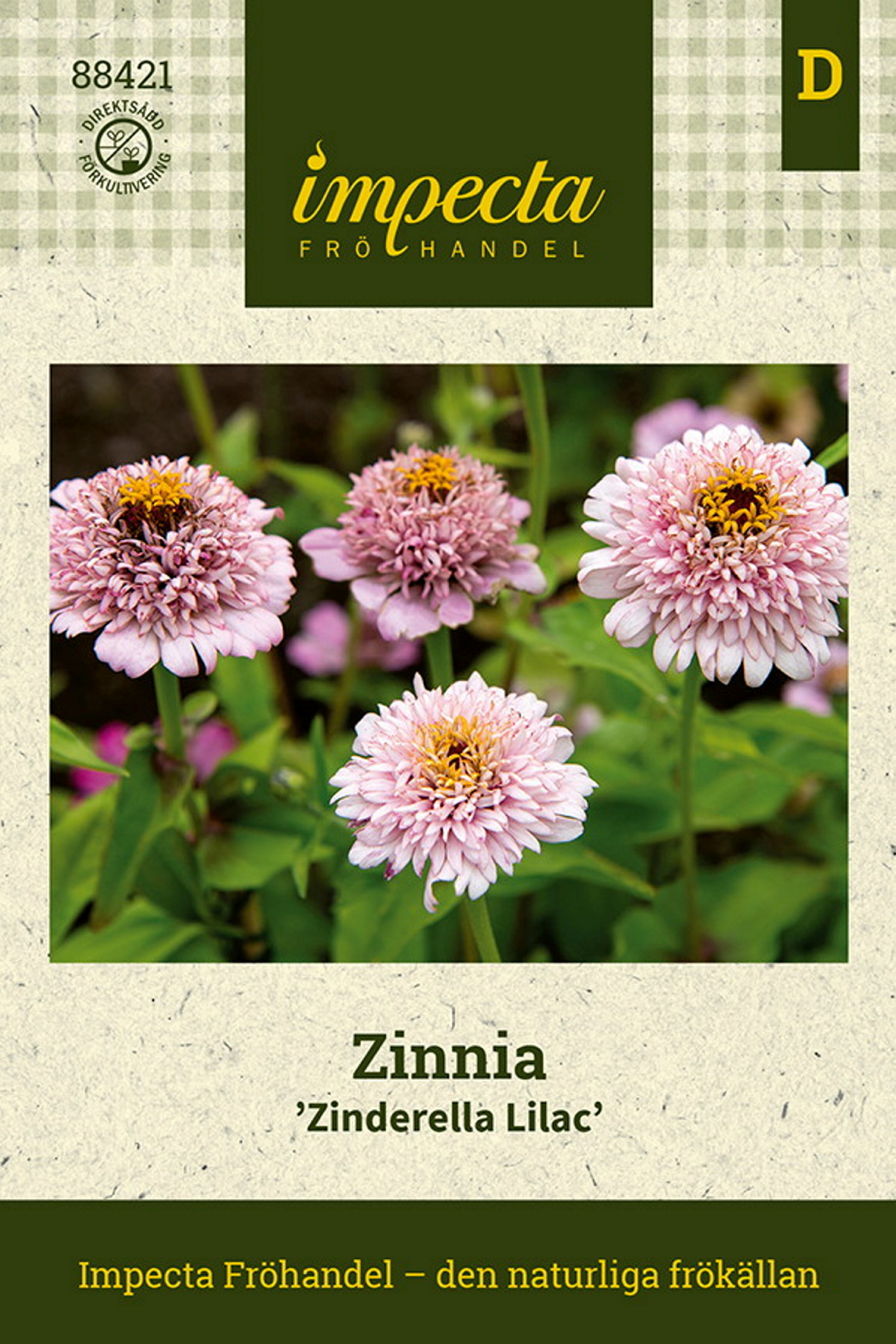 Zinnia 'Zinderella Lilac'