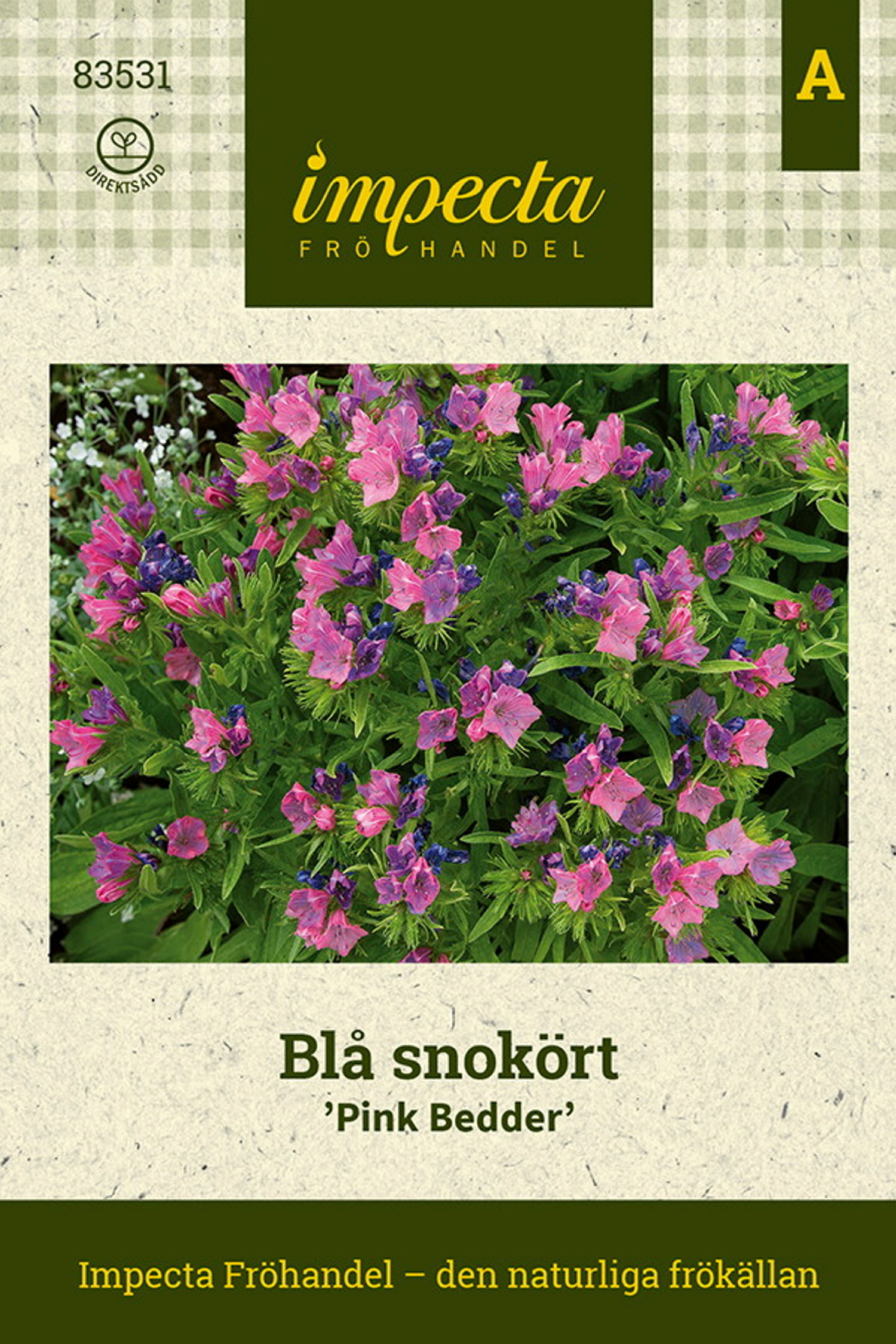 Blå Snokört 'Pink Bedder'