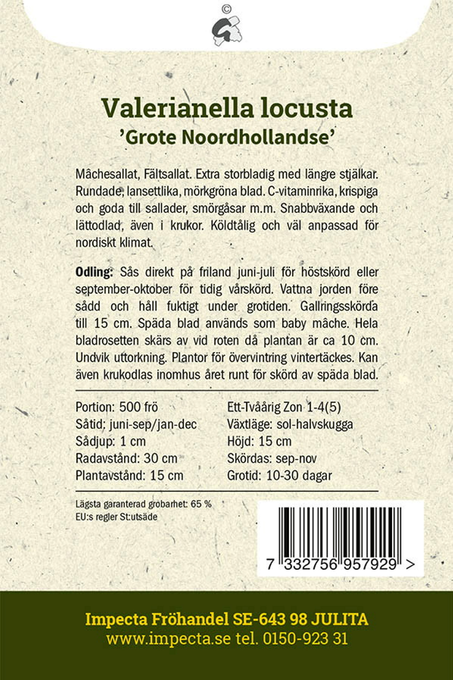 Vintersallat 'Grote Noordhollandse'