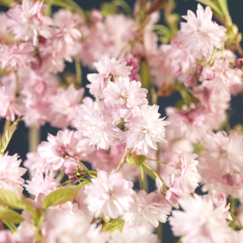 Prunus ser. 'Kiku-Shidare-Zakura' stem 120cm 12L