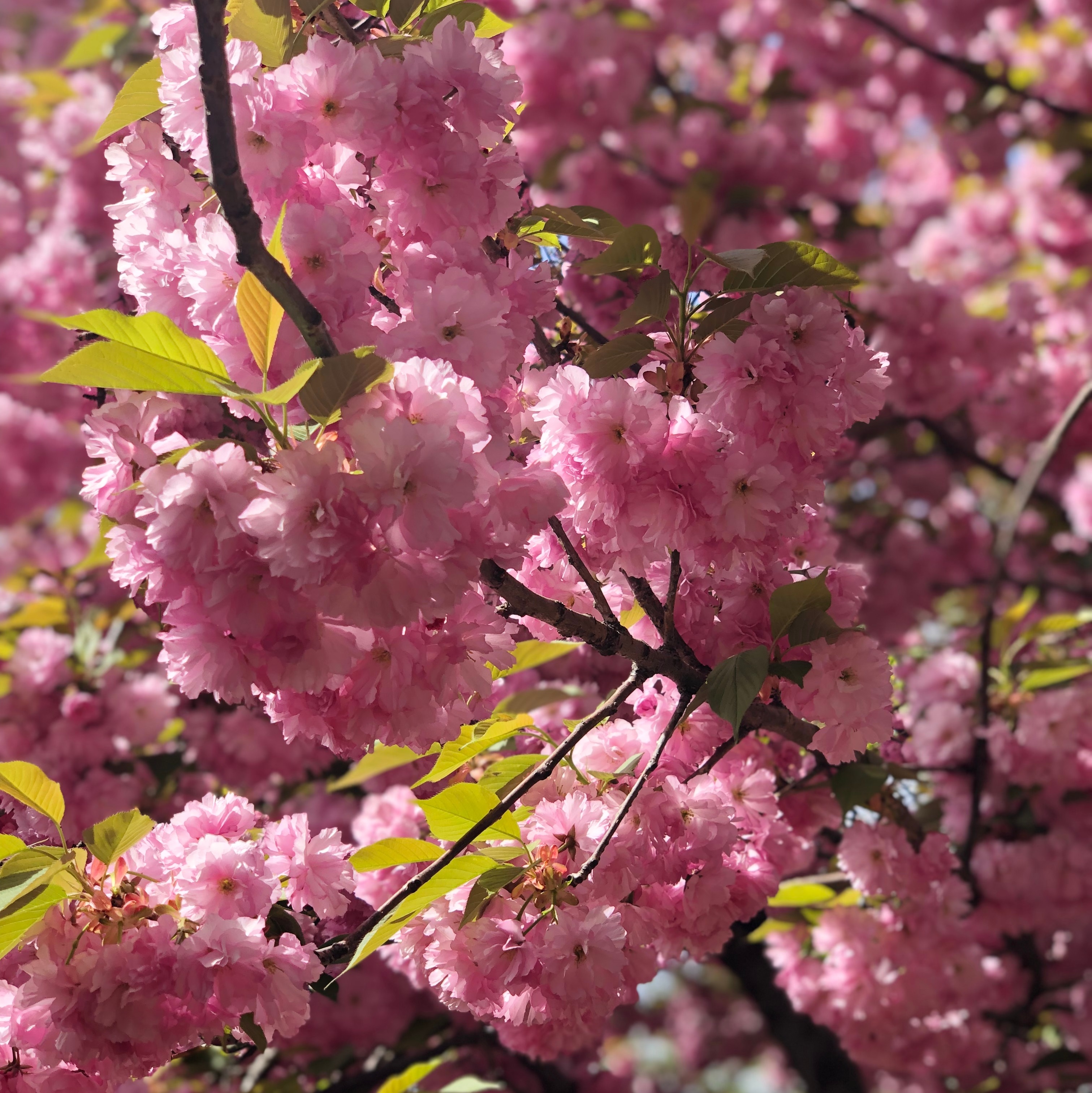 Prydnadskörsbär 'Accolade' på stam