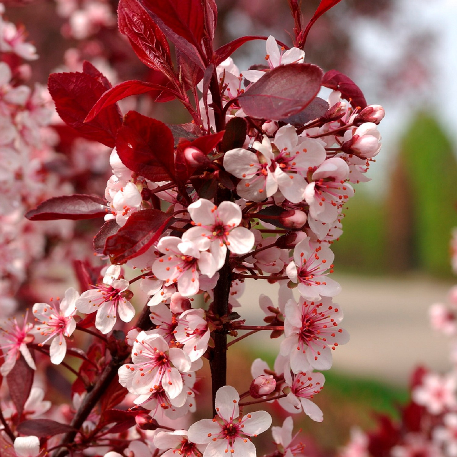 Prunus x cistena stem 60cm 6,5L