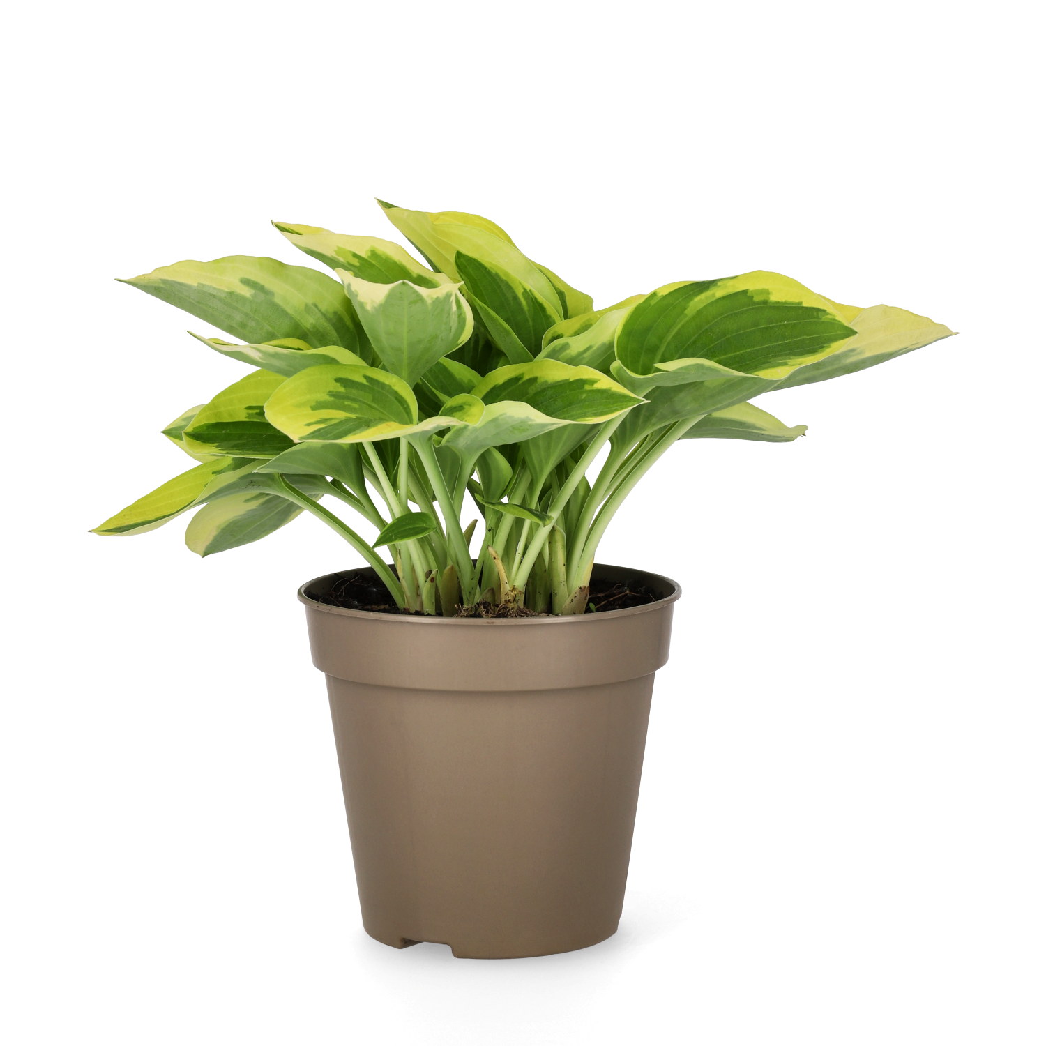 Hosta 'Bedazzled' 13cm