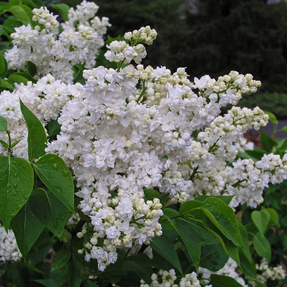 Syringa vulgaris 'Mme Lemoine' stem 80-90cm 10L