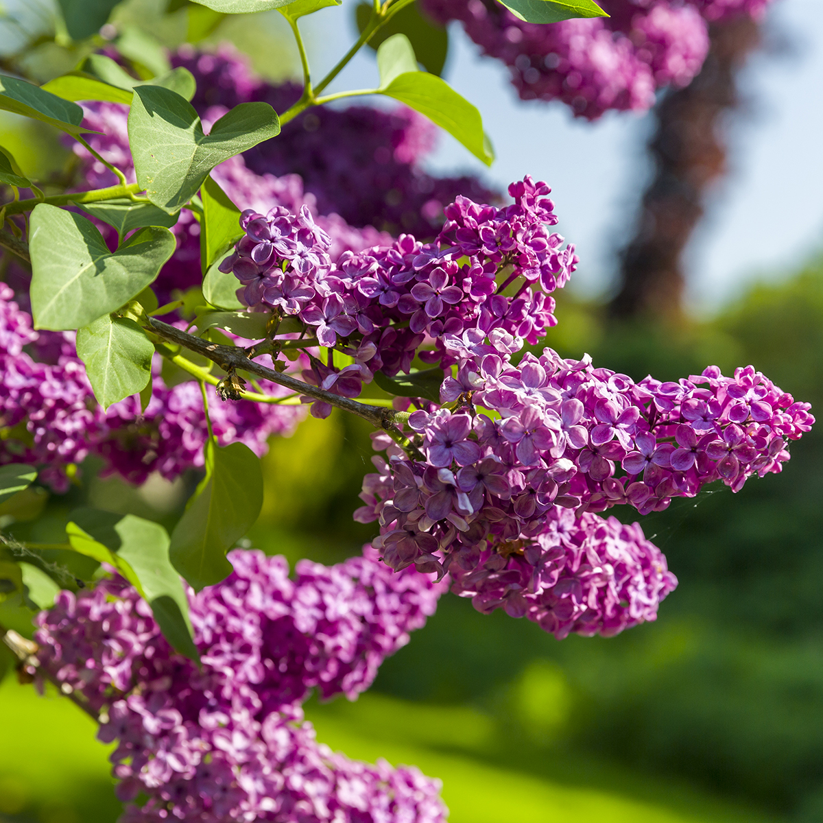 Syringa vulgaris 'Ludwig Späth' stem 80-90cm 10 L